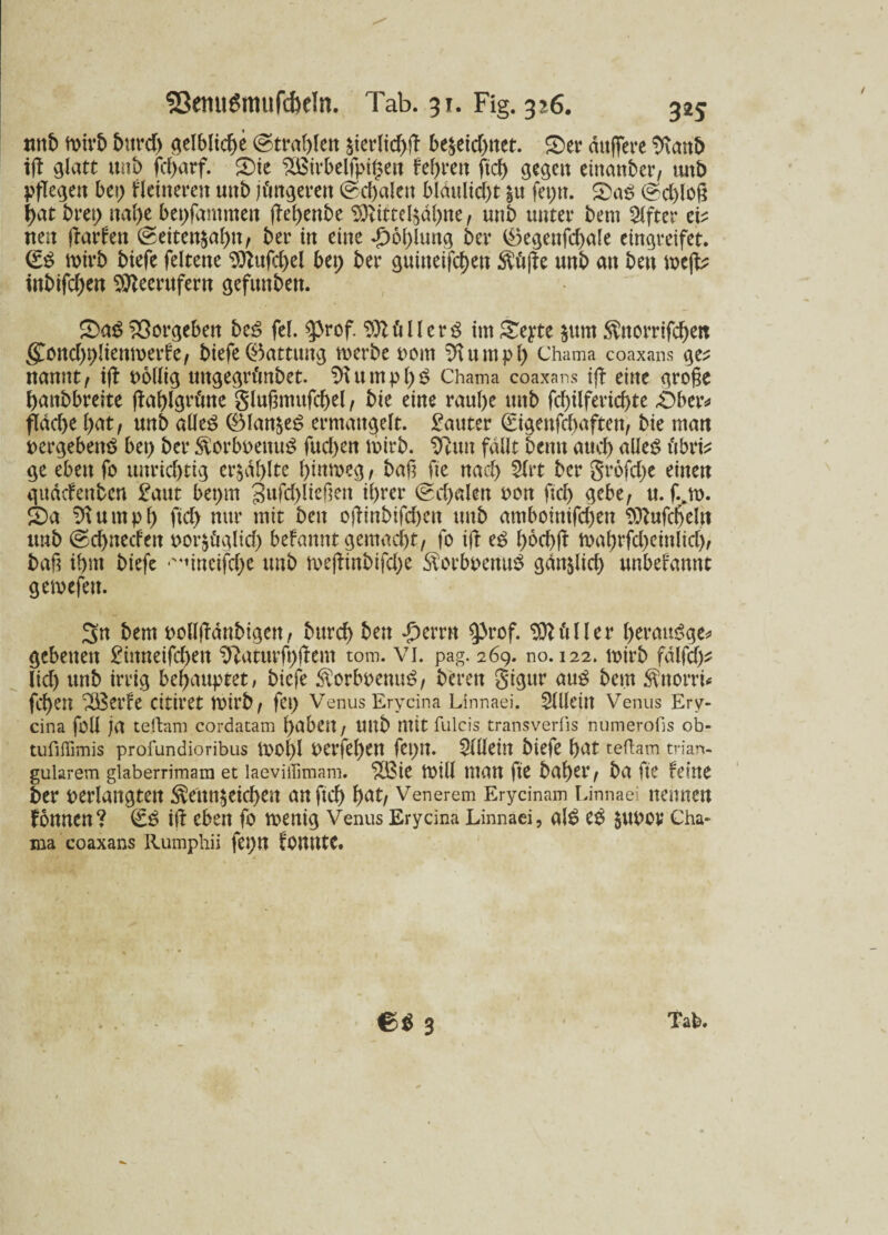 mtb mirb bttrd) gelbliche (strahlen &ierlid)ff be&eid)net. ©ei* duffere tftanb tff glatt mtb fcf>arf. ©ie Sßirbelfpigen fef>rett ftd) gegen eittanber, mtb pflegen bet) kleineren mtb jüngeren (sd)alett bldulid)t |u fepn. ©aS (schloß bat bret) naf>e bepfammen ffebenbe $ftittelsäbne, mtb unter bem Elfter ei? neu ffarfett (seiten$abn, ber in eine dboblung ber 0egenfcbale eingreifet. (£S mirb biefe feltene Sttufcbel bet; ber guineifcf)en $üße unb an ben mcff? inbifd;en Stteerufern gefunden. ©aS Vorgehen beS fei. $>rof. $lftllerS im ©eyte $um $norrifcben gond)t)lienmerfe, biefe Gattung merbc vom ^Utrnpl) Chama coaxans ge? nannt, iff völlig uttgegrünbet. $tumpl)S Chama coaxans iff eine große battbbreite (lablgrüne glußmttfcbel, bte eine raul)e unb fd)ilferid)te £)ber* flad)e l)at, unb alles (Blanks ermangelt, lauter gigettfcbaften, bie man Pergebens bet) ber $orbvettuS fucl)en tvirb. Sftutt fallt beim auch alles t'tbri? ge eben fo unrid)tig erzählte , baß fte nad) Slrt ber grofdje einen gitacfenbcn £aut bepm 3ufd)ließen ihrer (sd)alen von ficb gebe, u. f.jv. ©a u nt p () ftd) nur mit bett oßittbifcbett ttttb amboinifd)en $ftufd)elrt unb (sd>necfett oor^Ciglid) befanntgemad)t, fo iff es l)bd)ff mabrfd)einlid), baß ibnt biefe •'*uncifd)e unb meffinbifd)e $orbvemtS gdttjlicb unbekannt gemefett. Sn bem vollffdnbigen, bttrd) ben £emt 53rof. stiller berauSge* gcbeuett £ittneifd)en ^aturfbffem tom. VI. pag. 269. no. 122. mirb fdlfd)? lid) unb irrig bef;aupret, biefe $orbvettuS, bereit gigttr aus beut $ttonL fd)ett ;S3erfe citiret mirb, fet) Venus Erycina Linnaei. Sllleitt Venus Ery¬ cina feil ja teftam cordatam haben, ttttb mit fulcis transverfis numerofis ob- tufiffimis profundioribus tVOl)l Verfef)ett fet)tt. $lllein biefe bat teftam trian¬ gulärem glaberrimam et laeviiiimam. 'POBie toill man fte baber, ba fte feine ber verlangten $enn$eid)en anftcb bat, Venerem Erycinam Linnaei neunen fonnen? (£S iff eben fo menig Venus Erycina Linnaei, alS es $UVOV Cha¬ ma coaxans Rumphii fet)U fOUtttC.
