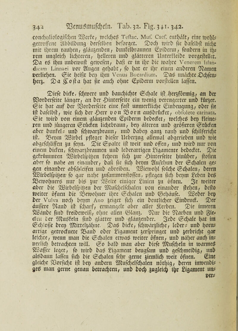 concboliofogifdjen Sperre, tvefd;e£ Teftac. Muf. Caef. enthalt/ eine tvol)k getroffene Slbbilbuttg berfelben beforget. 2)cd) tvirb fte bafelbft nicht mit tl;rem räubert, glän^enben, btmfelbrauneu Epiberm, foubern in it)t rem uttgletd; lichteren, gelleren uttb glatteren Unterbleibe vorgeßellet. 2)a ihm unbetvuß: gctvefen, baß er tn il;r bie n>af)re Venerem isian- dicam Linnaci vor Singen gehabt, fo hat er il;r einen anberen tarnen verlieben. @ie beißt bei; il;m Venus Bucardium. 2)as> tmdd)te .Ocbfett? her$. 2)a $ofta bat fte and) ohne Spiberm DorjtcUen laßen. 2>iefe bide, fdjtvere ttnb baudbicf>te (Sd)ale ifl herdförmig, an bet Sßorberfeite langer, an ber Jpinterfeite ein ivenig verengerter unb tür$er. ©ie bat auf ber ’Öorberfeite eine faft uttmerblicbe Einbeugung, ober fic bafelbft, ivie ftd; ber^err von Söorn auSbrüdet, obfolete carinata. (feie tvirb von einem gldnjenben Epiberm bebedet, tveld;e£ bet; f leine* ren unb jüngeren ©tüden licbtbraun, bet; alteren unb größeren Etüden aber bunhU unb fd;tvar$braun, unb habet; gan$ raul; unb fd;ilferid;t ij?. S$et;m 2Birbei pfleget biefer Ueberjug allemal abgerieben unb tvie abgefd;liffen $u fei;tt. ©ie ©palte iji tvcit unb offen, unb roirb nur von einem biefett, febtvar^braunen unb leberartigen Ligamente bebedet. 2)ie gefrümmten ^Birbelfpißen fe&rert ftd; jur *£)interfeite hinüber, ftoßett aber fo nabe an einanber, baß fte ftd; bet;m Sfuftbun ber @d;alen ge* gen einanber abfd;leifen unb abreiben. £Öictvol;l fold;e @d;alen, bereit f8$irbelfpi§ett* fo gar nabe jufammenßoffen, pflegen ftd; bet;m £cben beö SSetvobnerd nur bit? &ur äBcite einiger £inieu £tt ofnen. 3e tveiter aber bie $$irbelfpi£ett ber $ftufd;elfd;alctt von einanber f!el;en, befto tveiter ofnett bie SÖetvobner if;re ©c^alett unb ®ebäufe. %Beber bep ber Vulva ttod; bet;m Ano geiget ftd; ein beutlicber Einbruch S)er duffere Staub ift fd;arf, ermangelt aber aller Serben. 2>ie inneren Sßänbe ftttb breibetveiß, ol;ne allen ($5lan&. Sfur bie Starben uttb §ie* den ter SftuSfeltt ftttb glätter unb glän§ettber. Sebe E>d;ale bat im ©ct>lofle bret; Sttitte^äbtte. S)aS bide, fd)tvärslid;e, leber* unb b^n^ artige getrodnete 3$attb ober Ligament ^erfpringet unb &erbrid;t gar leichte, tvemt man bie (Schalen cttvaS tveiter ofnen, unb ttdf>er aueb itt^ tterlid; betrachten tvill. (So halb man aber biefe $)}ufd)cln in tvarmeS 2£afler leget, fo tvirb baS Ligament beugfam unb gefdtmeibig, unb alSbatm laßen ftd; bie Schalen fel)r gerne ziemlich tveit ofnen. Eine gleidte S3orftcbt ijt bet; attbern Sttufchelfchalen notbig, bereu intvenbi* ge$ man gerne genau betrachten, unb boch zugleich ihr Rament utt* ver*