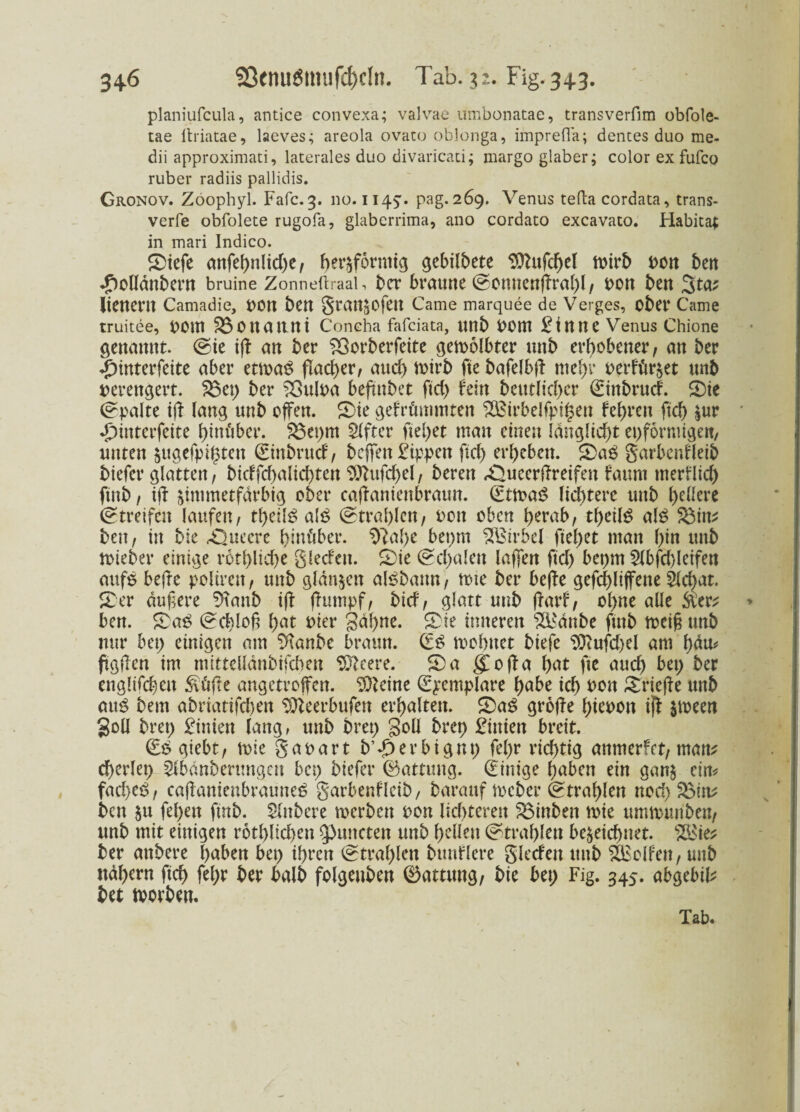 planiufcula, antice convexa; valvae umbonatae, transverfim obfole- tae itriatae, laeves; areola ovato oblonga, imprefia; deines duo me- dii approximati, laterales duo divaricati; margo glaber; color ex fufco ruber radiis pallidis. Gronov. Zoophyl. Fafc. 3. 110.1145'. pag. 269. Venus tefta cordata, trans- verfe obfolete rugofa, glaberrima, ano cordato excavato. Habita; in mari Indico. Siefe attfeJ>nltcf>e A herzförmig gebildete EDhtfchel toirb t>ctt ben .polldnbern bruine Zonneüraal, ber braune ©omtenffrahl, pott ben 3ta? lienern Camadie, POn ben grattZOfett Came marquee de Verges, ober Came truitee, pOUt £5ottatttti Coneha fafciata, Uttb POttt £inne Venus Chione genannt. ©ie iff an ber £3orberfeite gemolbter unb erhobener, an ber Jnnterfeite aber enoaS flacher, auch n>irb fte bafelbft mehr perkürzet unb verengert. $3et; ber 33ulPa beftnbet fId) kein betulicher (Einbrurf. Sie ©palte iff lang unb offen. Sie gekrümmten SQSirbelfpigett kehren fleh zw ^tttterfette hinüber, $3et;m Elfter fielet man einen langlicht eiförmigen, unten zugefpi^tett (Einbrurf, beffen Rippen fiel) erheben. Sag garbcnkleib biefer glatten, birffd)alid)ten 3ttufd)el, beren ^Oueerffreifen kaum merklich ftnb, iff zimmetfarbig ober caffaniettbraim. IEttoag lichtere unb hellere ©treifen laufen, theilg alg ©trahlcn, Port oben herab, theilg alg ^3in^ ben, in bie Untere hinüber. 9?af;e bet;m Wirbel fielet man l)in unb toieber einige rötliche gleckeit. Sie ©chalert laffert ftd; bet;m 5lbfd)leifen aufg beffe polirert, unb glanzen algbattn, tote ber beffe gefd)liffette Slchat. Ser dufere 9tanb iff ffumpf, bid, glatt unb ffark, ol)ne alle ben. Sag ©chloß hat wer Sühne. Sie inneren s2F'dttbe futb meif unb nur bet; einigen am Sftanbe braun. & toohttet biefe $ttufd)el am hdu* ftgffen im ntittelldnbifcben öftrere. Sa gtoffa fyat fte auch bet; ber englirchett 3\üffe angetroffen. TOZcine (Exemplare hnbe ich wn Sriejke unb aug beut abriatifcl;en ^teerbufen erhalten. Sag groffe f;tePon iff zmeen goll bret; £inien lang, unb bret; Soll bret) £ittien breit. (Eg giebt, toie gapart b’£ er bi gut; fel;r richtig anmerfet, man* cherlet; ^Ibdnberungen bet; biefer ©attmtg. (Einige haben ein ganz ein* fad>eg, caffanienbrautteg garbenkleib, barauf toeber ©tral;len nod) bett $u fehen ftnb. Slttbere tperben pon lichteren Einheit toie ummunben, unb mit einigen rothlichen gurteten unb hellen ©trahlett bezeichnet. $ä$ie* ber attbere haben bet; ihren ©tral;lett buttklere gierfett uttb Rolfen, uttb nahem ftd) fel;r ber balb folgeuben 0amtng, bie bet; Fig. 345. abgebifc bet toorben. Tab.