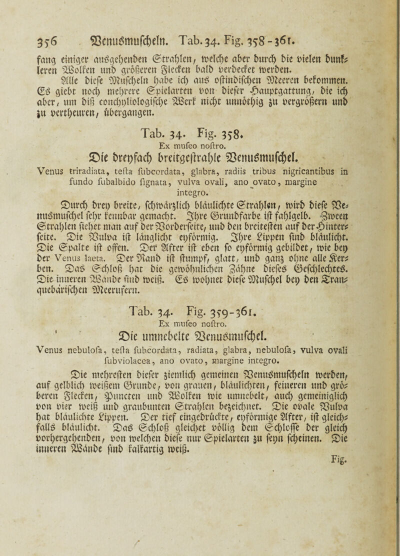 3f6 SßemuStmifcfoeltt. Tab.34. Fig. 358-?6r. fang einiger auögeffcnben ©trafflen, trelcffc aber burcff bie t>te(en bunf^ ierert Rolfen unb größeren glecfen balb perbecfet roerben. 5(lle biefe 9ftttfcffeln ffabe id) aus oßinbifcffen Leeren befommctt. ©S giebt nod) mehrere (Spielarten pon biefer £auptgattung, bie td) aber, um biß cond)pliologifcffe Sßerf nicfft unnötig $u Pergroßem unb ju pertff euren, übergangen. Tab. 34. Fig. 358. Ex mufeo noftro. ©ie bm>facf) brcitöc|tva()le SÖemißmufc&el. Venus triradiata, tefta fubcordata, glabra, radiis tribus nigricantibus in fundo fubalbido fignata, vulva ovali, ano ovato, margine integro. ©ttrcff brep breite, fd)foär$licff blaulicffte (Strahlen, trirb biefe ttuSmufcffel feffr fennbar gemacht. 3ffre ©runbfarbe iß fahlgelb. Srneen ©trafflen fielet man auf ber&orberfeite, unb ben breiteren auf ber-Jpinter^ feite. ©ie fOnlpa iß ldnglid)t epformig. Sffre Rippen ftitb bldultcfft. ©ie ©palte iß offen. ©et1 Elfter iß eben fo epformig gebübet, mic bep ber Venus laeta. ©er 9tanb iß ßurnpf, glatt, unb gan$ offne allerer:? ben. ©aS ©cfflcß ffat bie gemöffnlicffen gdffne biefeS 0efd)led)teS. ©ie inneren 2ßdnbe ftnb mciß. ©S moffnet biefe ^ufcffel bep ben ©rau? quebdrtfcffen SÜfteeruferu. Tab. 34. Fig. 3*9-361. Ex mufeo noftro. ©ie umnebelte '23cnu£mufcf)el. Venus nebulofa, tefta fubcordata, radiata, glabra, nebulofa, vulva ovali fubviolacea, ano ovato, margine integro. ©ie meffreßen biefer $iemlicff gemeinen £3emtSmttfcffeln merben, auf gelblicff meißem 0ritnbe, pou grauen, bldnlid)ten, feineren unb gro? bereu Sieden, gurteten unb Rolfen tpie umnebelt, aueff gemciniglicff pon Pier meiß unb graubunten ©trafflen bezeichnet. ©ie Opale $3ttlpa ffat bldulicbte Uppen, ©er tief eingebrüefte, epförmtge Elfter, tß gleid)? falls bldulicfft. ©aS ©effloß gleicl>et oöllig bem ©cffleffe ber gletcff porffergeffenben, oon melcffen biefe nur ©ptelarten fepu feffetnen. ©ie inneren Sßdnbe ftnb falfartig rneiß. Fig.