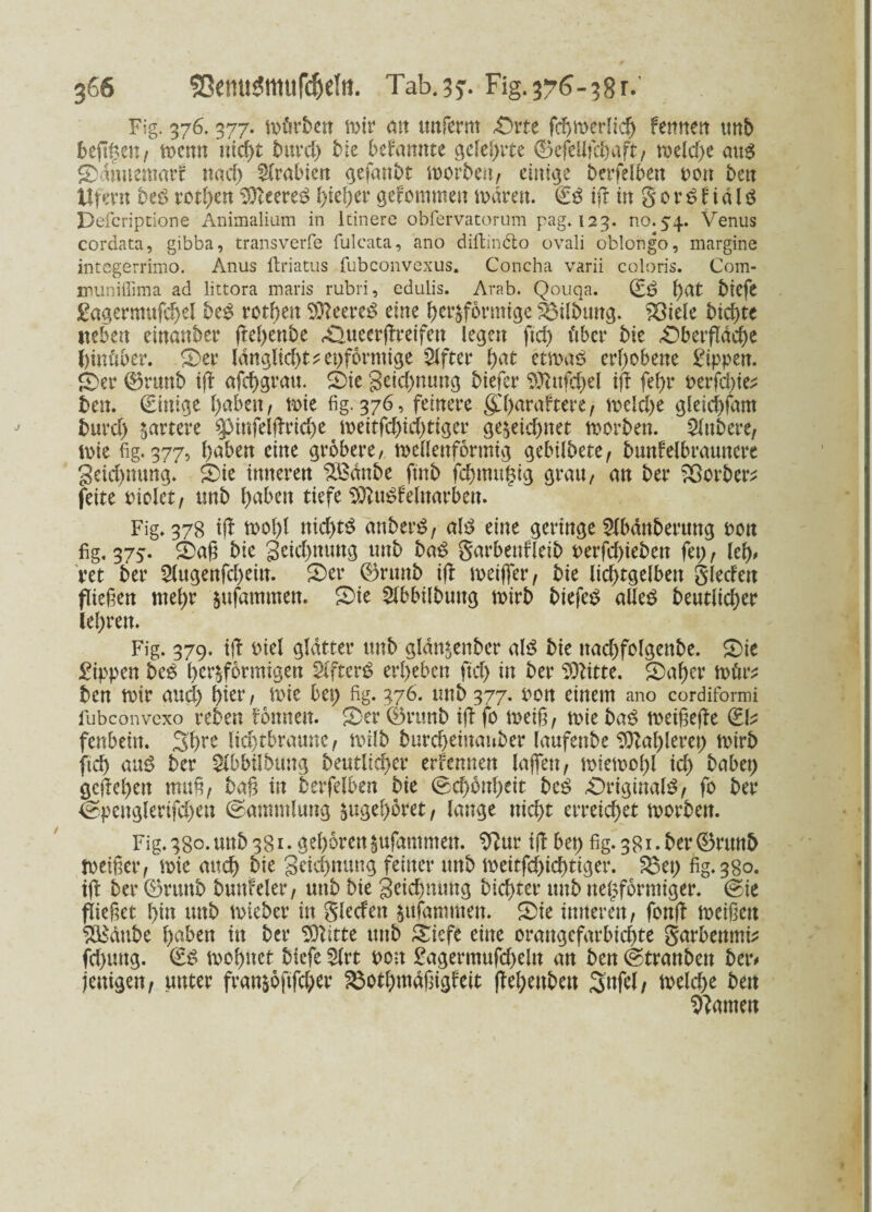 Fig. 376.377. würben mir an tmferrn «Orte fchmerlid) ferrrten tmb befreit, wenn ntcf>t burd) bie bekannte gelehrte ®efellfdjaft, weld>e aus ©ämiemarf nad) Arabien gefaubt worben, einige betreiben Port beu Ufern beS rotten leeres l)tcl)er gekommen mären. €S ift in S 0 r S f i ä l $ Defcriptione Animalium in lcinere obfervatorum pag. 123. no.54. Venus cordata, gibba, transverfe fulcata, ano diftin&o ovali oblongo, margine integerrimo. Anus ftriatus fubconvexus. Concha varii coloris. Com- munitlima ad littora maris rubri, edulis. Arab. Qouqa. (£S l)CXt btcfc £agermufd)el beS retten 3tteereS eine herdförmige feübtmg. ^öiele btchte tteben einanber ftehenbe Otueerftretfen legen fid) über bic Oberfläche hinüber. Oer länglicht^epformige Elfter fyat etwas erhobene Rippen. Oer 0nmb ift afchgrau. Oie gctd)mmg biefer Sttufchel ift fehr oerfdue; ben. Einige haben, wie fig. 376, feinere gd)araftere, meld)e gleichlam burd) martere ^mfelftrid)e meitfd)id)tiger gedeid)net worben. Rubere/ mte fig. 377, tyabtn eine gröbere, wellenförmig gebilbete, bunfelbraunere geid)mmg. Oie inneren SBänbe ftnb fchmu§ig grau, an ber Sßorber; feite Piolet, tmb hüben tiefe 9)?uSfeinarben. Fig. 378 ift wolft nichts änberS, als eine geringe 5Xbänberung oon fig, 375. Oag bie 3eid)nuug tmb baS garbenfletb Perfd)teben fei), leh* vet ber 5lugenfd)eiu. Oer ©runb ift weifter, bie lichtgelbett Sieden fliehen mehr dufammen. Oie 2lbbilbung wirb biefeS alles beutlicher lehren. Fig. 379. ift viel glätter tmb gländenber als bie nad)folgenbe. Oie £ippen beS herdförmigen SifterS erheben fid) in ber s$dtte. Oaher Wür* ben wir and) hier, wie bei) fig. 376. tmb 377. pon einem ano cordiformi fubconvcxo reben fomten. Oer (Brtmb ift fo weif, wie baS weigefte (ED fenbeitt. Shre lid)tbramtc, wilb burchemanber laufenbe 9ftal)leret) wirb ftch auS ber Stbbübtmg beutlicher ernennen lafteu, wiewol)l id) habet) geftehen muh, bag in berfelben bie (Schönheit beS Originals, fo ber ^penglerifd)ett (Sammlung dugehoret, lange nicht erreichet worben. Fig.380.tmb 381. gehörendufammen. 9?ur ift bet) fig. 38i.ber0rtmb weiger, wie auch bie gekfunrng feitter tmb weitfd)ichtiger. 2$et) fig. 380. ift ber 0rtmb butfteler, tmb bie geichmmg Dichtet* tmb netzförmiger. (Sie flieget hin tmb mteber in gleden dufammen. Oie inneren, fottft weigen £Eäube h^ben in ber Glitte tmb Oiefe eine oraugefarbiegte garbenmD fd)tutg. (ES wohnet biefe $lrt Pott £agermufd)eln an ben (Sträuben betv fettigen, unter frandbftfcher S3othmägigfett ftel;eubeu Sufel, welche ben tarnen