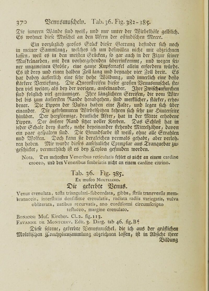 37° fficnu$mufcl)c!tu Tab. 36. Fig.382-385* Sie inneren s2i'dnbe fint> meiß/ unb nur unter ber ££trbelf)6le gelblich 0ß mobnet biefe 3ttufd)cl tut ben Ufern ber oßm6tfd)en $?eere. 0tt oot^üglid) großes (stücf biefer ®attintg befmbet ftd) ttod> in meiner (Sammlung/ mdd)eS id) um bcßmilleu nicht mit ab$eid)nen laßen/ tt>etl eS in ben meißen (Stüdett/ fo gar auch in ber gigttr feiner ^oiuffdnarben/ mit ben porbergehenben übereinfommt / unb megett feb ner ungemeinen ®roße/ eine gan$e $ttpfertafel allein erforbern mürbe. (£S iß brep unb einen halben 3oü lang uttb bepnal)e Pier 3oll breit. (ES bat babep dttßerltd) eine fel)r fyofyt Wölbung, unb imterlicb eine beßo ßdrfere Vertiefung. Sie- £ltteerßrctfen biefer großen ?8euuSmufd)el/ ße^ ben Diel meiteiv als bep ber porigen, auSeinanber. 3bre 3toifcb*nfurd)en ftnb folglich otel geräumiger. 3b‘‘e ldttglid)ten (streifen/ bie pom ^Bir? bei bis fcurn äußerten t)fanbe berabgel)en, ftnb merfltcber/ ßdrfer/ erbe* heuer. Sie Rippen ber 33uIoa haben eine gälte/ unb legen ftd) über etttanber. Sie gefrümmten ^Birbelfpipen feeren ftd) febr Sur -pinterfeite hinüber. Ser herdförmige, beutlid)e Elfter f bnt in ber Glitte erhobene Rippen. Ser äußere iftattb ftpet polier Serben. SaS (Sd)loß bat in jeber (sd)ale brep ffarfe r nahe bepeinanber ßebenbe 9ttittelddbrm/ bauen ein paar gefpalten ftnb. Sie (Brunbfarbe iß me iß/ ebne alle (strahlen unb Rolfen. Sod) fann fte bergletcben ocrmalS gehabt/ aber Perlob* reu h^bett ^OUr mürbe biefeS anfd)nlid)e (Epentplar aus Sranguebar luz gefdßcfet, permutblicb iß eS bep <£eplon geftmben morben. Nota. Ten mehreren Veneribus reticulatis fehlet nicht an einem cardine croceo, unb ben Veneribus fmxbriatis nicht att einem cardine citrino. Tab. 36. Fig. 385. Ex rmifeo Moltkiano. £>ic ijeferbte Sßenutf. Venus erenulata, tefta triangulari-ftibcordat», gibba, ftriis transverfis irrem- branaceis, interfiitiis denfiflime crenulatis, radiata radiis variegatis, vulva obliterata, natibus recurvatis> ano cordiformi circumfcripto teftaceo, margine crenulato. Bonanni Muß Kircher. CI. 2. fig. 113. Favanne de Montcerv. Edit. 3. Darg. tab 46. fig.B^ Siefe feltene/ geferbte SÖenuSmufcbel, bte ich aus ber gräflichen S&oitfifcpen ££ond)püeujdmmiuug abgeiebuen laßen/ iß in Slbftcbt ihrer Vtlbung