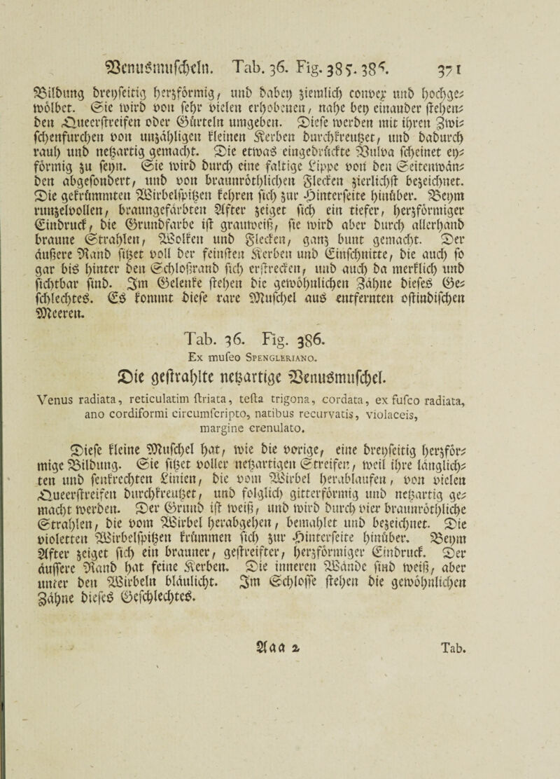 Gilbung bret)feitig bet&fbrmig, unb habet) $iemlid) com>ey tmb tuolbct. @ic toirb t>ou febr Pielett erbobeuen , nal)e bet) eittauber (lebend bett rQuecrftreifen ober ©(titeln umgeben. Siefe merben mit it)ren 3mb fd)enfurcben t>on unzähligen kleinen Serben burebfreuget, ttttb baburd) raul) uttb neuartig gemacht. Sie etmaS eingebrüdte £3ttlPa fcf>ctnet et)* förmig zu fet)tt. @ie tvirb burd) eine faltige £ippc oon bett ©eitenrodn* ben abgefottbert, ttttb Pott braunrötblicben Sieden £terlid)ft be^etcf>net. Sie gefrümmtett 2Birbelfpi£en fel>ren ftd) zur *£)interfeite hinüber. $$et)nt rttttzelpollen, bratmgefdrbten Elfter geiget ftd) ein tiefer, bimförmiger ©ittbruef, bie ©ruttbfarbe iff grautpeifi, fte mirb aber bureb allerbanb braune <g>tral)lert, Modelt unb gleden, ganz bunt gemad)t. Ser duftere %mb fit)et poll ber feinde« Serben uttb ©infebnitte, bie and) fo gar bi£ hinter bett ©ebloßranb ftd) erdreden, ttttb aud) ba merflicb ttttb ftd)tbar ftnb. 3m ©elenfe flehen bie gemobulicben 3al)ne biefe£ ©e* fd)led)te$. ©S fontmt biefe rare 3ttufd)el attb entfernten offtnbifeben Leeren. Tab. 36. Fig. 386. Ex mufeo Spengleriano. ©te geftval)!tc neßarti^e ’23eiutömnfd)c(. Venus radiata, reticulatim ftriata, tefta trigona, cordata, ex fufco radiata, ano cordiformi circumfcripto, nacibus recurvatis, violaceis, margine erenulato. Siefe fleitte 9ttufd)el bat, mie bie porige, eine brepfeitig berzfor* rntge Gilbung. @ie ft^et polier neuartigen (Streifen, tpeil il)t*e länglich* ten tmb [entrechten Linien, bie Pom Wirbel berablaufeu, pon Piclen Äueerffreifett burd)fteul$et , tmb folglid) gitterformig tmb neuartig ge* mad)t merben. Ser ©rmtb ift tpeif, uttb tpirb bureb Pier braunrotblicbe (Strahlen, bie Pom Wirbel berabgeben, bemabiet unb be§eid>net. Sie piolettett ^BirbelfpifKit fn'tmmett ftd) $ur «pinterfeite hinüber. £3et)itt f>(fter geiget ftd) ein brauner, gereifter, herdförmiger ©ittbrud. Ser duffere $\anb bat feine Serben. Sie inneren SBdttbc ftnb tpeift, aber unter ben Wirbeln blditlid)t. 3m ©d)lojfe jW)en bie getp6bnlid>en gdbne biefcS ©cfd)led)teS. &aa % Tab.