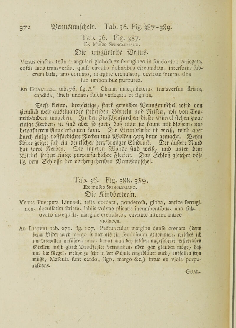 Tab. 36. Fig. 387. Ex MufeO SPENGLERIANO. S)tc umgiiftdtc 23ciui& Venus cincta, tefla triangulari globofa ex ferrugineo in fundo albo variegata, coftis latis transverfis, quafi circulis doliaribus circumdata, interftitiis fub- crenulatis, ano cordato, margine crenulato, cavitate interna alba fub umbonibus purpurea. An Gualtieri tab.76. fig. A? Chama inaequilatera, transvcrfim ftriata, candida, lineis undatis fufcis variegata et fignata, Siefe fleine, brepfeittge, ftatd gewölbte SSemtSmufdjel wirb 001t gtemlicb weit auöeinanber ftepenben ®tirteln unb Reifen, wie oott goit^ nenbänbent umgeben. 3'n ben gwifd)eufurd)en biefer 0firtcl freien $war einige Serben, fte ftnb aber fc jart, baß man fte faum mit bloßem, trn^ bewafitetem 2ütge ernennen fatm. £ie (Brunbfarbe ijt weiß, wirb aber burd) einige roßfdrbid;te Sieden unb helfen gan§ bunt gemacht. 23epm Elfter geiget ftd) ein beutlicßer f;er$f6rmtger ©itbrud. SDer äußere ?ianb l)at $arte Serben. £ie inneren %£m;be fmb weiß, unb unter bem Wirbel fM;cn einige purpurfarbid>te Siefen. (schloß gleichet 00F lig bem (seßlojfe ber iwrßergefyenben >Üenu3mufd;el. Tab. 36. Fig. 388. 389. Ex mufeo Spengleriano. £nc .Smbbetferm. Venus Puerpcra Linnaei, tefta cordata, ponderofa, gibba, antice ferrugi- nea, decufiatim ffriata, labiis vulvae plicatis incumbentibus, ano fub- ovato inaequali, margine crenulato, cavitate interna antice violacea. An Listeri tab. 271. fig. 107. Pectunculus margine denfe crenata (bcitlt bepm lijler wirb margo immer alö cm femininum genommen, welche? id) um beswiUen anfübren muß, tan.it man bei; folchcn angeführten SiftcrifcheH Stellen nicht gleich fDrucffebler bermuttem ober gar glauben möge, baß unß bte 9?cgel, welche ju fcl;r in ber Schule cingeblduet wirb, entfallen fcpn muffe / Mafcula funt carao, ligo, margo &c.) intus ex viola purpu- rafeens. Gual-