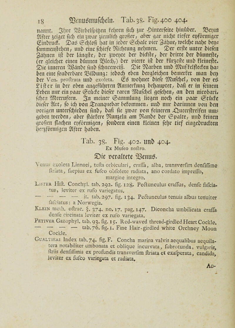 mimt. 3(jre 2ßirbelfpi$en Fe^rett ftd) dur £mterfeite hinüber. $3ct;m Elfter geiget ftd) eiujwar jiemltcf) großer, aber gar nfct>t tiefer eiförmiger ©ttbruef. £)ab ©d)Ioß t>at in jeher ©cbale Pier gähne, meld>e nahe bet^ famntenffehen, unb eine fd)iefe Dichtung nehmen. 5)er erjfe unter biefett galten i(f ber Idttgffe, ber §n>ct)te ber bid'ffe, ber britte ber bünnefie, (er gleichet einen bümtett SSled),) ber Pierte ijt ber Fürdctfe unb flettteffe. £>ie inneren 2£dnbe fütb fchneeweiß. £>ie Farben unb ^uffelflecfeu i)az beit eine fonberbare Gilbung: jebod) eben bergleid)ett bemerket man bet) ber Ven. proftrata unb exoleta. (£3 U)of)uet biefe 9ftttfd)el, pon ber e£ Ziffer in ber oben angeführten 21nmerfmtg behauptet, baß er in feinem £eben nur ein paar ©tücfe biefer raren 9)lufd)el gefehett, an bett tticobarb fchen TOteerufern. 3u meiner Sammlung liegen noch ein paar ©tüde biefer 5frt, fo id) pou ^rangttebar bekommen, unb nur barimtett Pott bett porigen untergeben ftttb, baß fte §mar pou feineren <Queer(treifen nnv geben tperbeu, aber fMrfere Funseln am Staube ber ©palte, unb Feinett großen flachen eiförmigen, fottbertt einen Flehten fel>r tief eingebrttdtett herdförmigen Elfter hüben. Tab. 38. Fig. 402. unb 404. Ex Mufeo noitro. ©ie veraltete SSenuö. Venus exoletn Linnaei, tefta orbiculari, erafia, alba, transverfim denfillime firiata, faepius ex fufco obfolete radiata, ano cordato impreffo, margine integro. LisrER Flift. Conchyl. tab. 292. fig. 128- Peötunculus crafifus, denfe fafeia- tus, leviter ex rufo variegatus. — — — — it. tab. 297. fig. 134. Peölunculus tenuis albus tenuiter fafeiatus: a Norwegia. Klein meth. ofirac. $. 374. no. 17. pag. 147. Diconcha umbilicata crafia denfe circinata leviter ex rufo variegata. Petiver Gazophyl. tab. 93. fig. 13. Red-waved thread-girdled Heart Cockle. — — — tab. 76. fig. 1. Fine Flair-girdled white Orchney Moon Cockle. Gualtieri Index tab. 74. fig. F. Concha marina valvis aequalibus aequila- tera notabiliter umbonata et oblique incurvata, fubrotunda, vulgaris, ftriis denfilfimis ex profundis transverfim ftriata ct exalperata, candida, leviter ex fufco variegata et radiata. Ad-