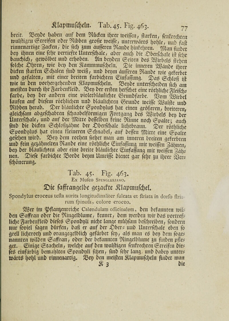 I $Iapmufd)efa. Tab. 45. Fig. 463. 77 breit. 3$et)be haben auf bem Rficfen ißrer weiffen, ffarfen, feufredWett wulffigen (Streifen ober Hibben große weiffe, unterwärts ßoßle, unb faff rinttettartige gaefen, bie ftd) $utn dufferen Raube ßinfeßren. Wan ßubet bet) ihnen eine feßr vertiefte Uutetffcßale, aber and) bie ^)berfcl;ale iff feßr baueßid), gewolbet unb erhoben. 2ln beßbett (Setten beS Wirbels liehen fokhe £)ßrett, wie bet) ben $ammmufcßeltt. £)ie inneren Staube ihrer bidett ffarfett Schalen ftnb weiß, unb bet)ttt dufferen Staube wie geferbet ttnb gefalten, mit einer breiten farbießten (Einfaffuttg. 2)aS (Schloß iff Wie in ben oorßergeßenben $lapmufd)eln. föei)be unterfd)etben ftd) am meiffen burch ißr garbettfleib. $3et) ber erffen ßerfchet eine rotf)(tcf>e gfeif<L färbe, bet) ber anbertt eine uioletbldulid)te ®runbfarbe. ^Som Wirbel laufen auf biefem rot(>lid)en unb bldultcßteu (Brttnbe weiffe s2t*ulffc unb Hibben herab. £>er b!dulid)te (SpottbtffuS hat eittett größeren, breiteren, gleidffam abgefeßabten fcßnabelförmigen gortgang beS Wirbels ben ber Uttterfd)ale, unb auf ber Dritte beffelbett feine kirnte uoeß (Spalte; auch fmb bie biefen (Scßloß^aßne ber £)berfcßale licßtbraun. 2)er rotßlidfe (SponbpluS ßat einen Heineren (Sd)ttabel, auf beffen RZitte eine ©palte gefeßen wirb. £3ep bem rotßen fteßet mau am inneren breiten geferbten unb fein ge$dßttelten Staube eine rotßlicße (Einfaffttng mit weiffen gaßncti, bet) ber bldulid)tett aber eine breite bldulicßte 0nfaffmtg mit weiffen gdß* nett. 2>iefe farbießte 23orbe beßnt Umriffe bienet gar feßr $tt ißrer &kr* feßbnerung. Tab. 45. Fig. 463. Ex Mufeo Spengleriano. $Die faffrangdbe gejaefte Ä lapinufd)d. Spondylus croceus tefta aurita longitudinaliter fuleata ec ftriata in dorfo ftria rum fpinofa, colore croceo. £l$er im 5>ftatt&enreid)e Caiendulam officinaiem, ben befannten wil* ben (Saffratt ober bie Ringelblume, fenuet, bem werben wir baS uortref* ließe garbenfleib biefeS (Sponbtffi nießt lange mößfarn befcf>reiben, fonbern nur fooiel fagen bi'trfen, baß er auf ber .Ober* unb Unterffßale eben fo grell lid)trotß unb oraugegclblicß gefarbet fet), als man es bet) bem foge* nannten wilbett (Saffran, ober ber befannten Ringelblume $tt ffnben pffe* get. 0nige (Stacheln, weld)e auf ben wulffigen fenfreeßtett ©tretfett bie* feS einfarbig bemaßlten (Sponbpli ftßett, ftnb feßr lang, unb habet) unter* WdrtS ßoßl unb rittnettartig. &eß ben meiffen $lapmufcßeln ffnbet man Ä3 bie