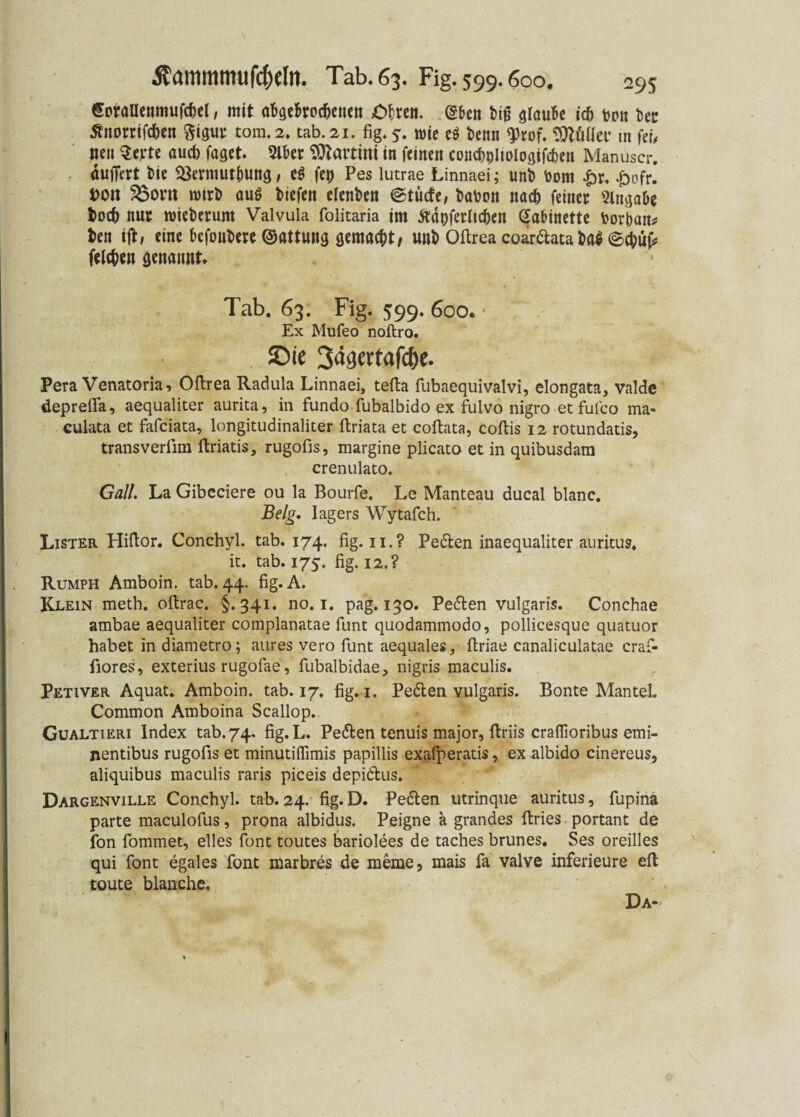 €oraUenmufd)el, mit abgebrochenen Obren. @ben Mg glaube ich ton kr 5?norrifd)en ßigur tom.2. tab.21. fig.?. me e$ tenn <prof. Sttülfer m fei, neu Serte auch faget. 2lber Martini in feinen concbultologifchen Manuscr. duffert Me 33ermut()ung, e$ fep Pes lutrae Linnaei; uni) toom .jbr. ^>ofr. t>ott $$ont rotrt auö tiefen efenten ©tücfe, taten nach feiner Angabe toch nur mieterum Valvula folitaria im ftdoferhchen Kabinette torban* ten ift, eine bcfoutere ©attung gemacht/ unt Oftrea coar&ata ta$ ©cbufc felgen genannt. Tab. 63. Fig. 599. 600. Ex Mufeo noltro. JDic 3«9crtafd[>c. Pera Venatoria, Oftrea Radula Linnaei, tefta fubaequivalvi, elongata, valde deprefia, aequaliter aurita, in fundo fubalbido ex fulvo nigro etfufco ma- culata et fafciata, longitudinaliter ftriata et coftata, coftis 12 rotundatis, transverlim ftriatis, rugofis, margine plicato et in quibusdam crenulato. Gail. La Gibeciere ou la Bourfe. Le Manteau ducal blanc. Belg, Iagers Wytafch. Lister Hiftor. Conchyl. tab. 174. fig. 11.? Pe&en inaequaliter auritus. it. tab. 175. fig. 12.? Rumph Amboin. tab, 44. fig.A. Klein metb. oftrac. §.341. no. 1. pag. 130. Pe&en vulgaris. Conchae ambae aequaliter complanatae funt quodammodo, pollicesque quatuor habet in diametro; aures vero funt aequales, firiae canaliculatae craf- fiores, exterius rugofae, fubalbidae, nigris maculis. Petiver Aquat. Amboin. tab. 17. fig. 1. Pedten vulgaris. Bonte Mantel. Common Amboina Scallop. Gualtieri Index tab. 74, fig. L. Pe&en tenuis major, ftriis craflioribus emi- nentibus rugofis et minutiflimis papillis exafperatis, ex albido cinereus, aliquibus maculis raris piceis depi&us» Dargenville Conchyl. tab. 24. fig. D. Pe&en utrinque auritus, fupina parte maculofus, prona albidus. Peigne a grandes ftries portant de fon fommet, elles font toutes bariolees de taches brunes. Ses oreilles qui font egales font marbres de meme, mais fa valve inferieure eft toute blanche. Da-*