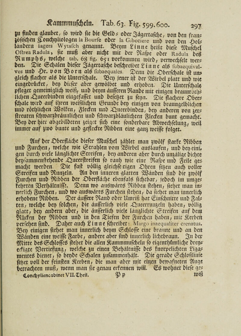 JU ftnbctt glaubet, fo ttrirö fie bie ©elt>? oberSägeitafcfie, »ou beit featt* löftfehen (£onchpltologen la Bourfe ot>cr la Gibeciere unt pon ten JpoU lautern lagers Wytafch genannt Söepm £inne beißt tiefe ^Jtufchel Oitrea Radula s fte muß ater nicht mit Per SHafpe ober Radula beg SHumpl)$/ welche tab. 68 fig. 651 porfommen wirb/ t>ern>ed>fe!t wer* ben. Oie ©egalen tiefer Sdgertafc^e befchmbet 2 i n n e als fubaequivai- ves unt «£>r. p 0 n 23 0 r n als fubaequaies. Oemt bie Oberfchale ifl tut* gleich flacher a(* tie Unterfchale. 23ep jener ifl ter Wirbel platt unt mie eingebrüdet, bep tiefer aber gemolbet unt erhoben: Oie Unterfchale pfleget gemeiniglich mein/ unt bepm dufferen SRanbe mit einigen braunrot^ liehen Äueerbinten eiugefaffet unt befe^et $u fepn. Oie flachere Ober* fchale wirb auf ihren weißlichen Grünte bep einigen pon braungelblichen unt rötlichen Rolfen/ Sieden unt O-ueerbinten, bep unteren pott $er* (Ireuten fchmat^brdunlichen unt fd>mar|biaulid)ten gledett bunt gemacht. Zepter hier abgebilteten zeiget ftd) eine fonterbare 9lbmed)felung, weil immer auf &wo bunte unt gefleckte Hibben eine ganj weiße folget. 5luf ter Oberfläche tiefer $tufd)el zahlet man jmölf flarle Hibben unt gurchert/ meld)e mie (Strahlen Pom Wirbel auSlaufe«/ unt bepeini# gen turd) piele längste (Streifen, bep unteren aber turch un&alige tichte bepHmtmentlehenbe «Oueerflreifen fo rauh mie eine %tfpe unt geile ge^ mad)t werten, Oie fafl Pollig gleichfeitigen Ohren ftßen auch Poller (Streifen unt SHun^eln. 5ln ten inneren glatten 2Bdnben ftnb tie $wolf gurd>en unt Hibben ter Oberfldd)e ebenfatö ftchtbar, jetoch im umge* lehrten Verhdltniffe. Oettn wo au^mdrtö Hibben flehen/ ließet man in* nerlich gurd)en, unt wo auSmdrtö gureben flehen/ ta fiehet man innerlich erhobene Otibben. Oer duffere $tanb ober Umriß hat 2infd)nitte unt gab ten, welche bep fold)ett/ tie dufferlich Piele Oueerrun^cln haben/ pollig glatt/ bep antern aber/ tie dufferlich Piele lduglid)tc (Streifen auf tem $Utcfen ter Hibben unt in ten Siefen ter gurchen haben/ mit Serben petfehen ftttb. Oaher auch SiU'tte fchreibet: Margo inaequaliter crenatus. S3ep einigen fte(>et man innerlich bepm (Schloße eine braune unt an ten ^Bauten eine weiße garbe f untere aber fint innerlich lichtbraun. 3n ter tylitte beg (Schloffen flehet tie allen $ammmufdjelit fo eigentümliche treps? edigte Vertiefung/ welche $u einen Vehdltnßfe teö fnorpelichten Biga* mentet tienet/ fo bepte (Schalen jufammenhqlt. Oie gerate (Schloßlinie ftfcet poll ter feittfleu Serben / tie man aber mit eigen bewafneten 5luge betrachten muß/ wenn man fie genau erlernten will. 2$ wohnet tiefe ge* (LondjyUencabinec VII.(lbdl. p Wtß