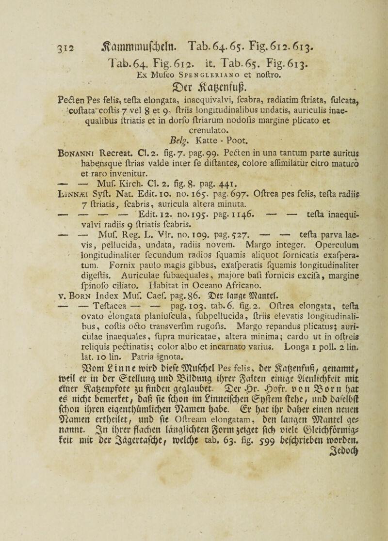 Tab. 64. Fig.612. it. Tab.65. Fig.613. Ex Mufeo Spengleriano et noftro. JDtr jtageniufj. Pe<5len Pes felis, tefta elongata, inaequivalvi, fcabra, radiatim ftriata, fulcata, coftata* coftis 7 vel 8 et 9, ftriis longitudinalibus undatis, auriculis inae- qualibus ltriatis et in dorfo ftriarum nodofis margine plicato et crenulato. Belg. Katte - Poot. Bonanni Recreat. CI. 2. fig. 7. pag. 99. Pecten in una tantum parte auritus habensque ftrias valde inter fe diftantes, colore aflimilatur citro maturo et raro invenitur. -— — Muf. Kirch. CI. 2. fig, 8- pag. 441. Linnali Syft. Nat. Edit. 10. no. iöy pag. 697. Oftrea pes felis, tefta radiis 7 ftriatis, fcabris, auricula altera minuta. — — — — Edit. 12. no. 195. pag. 1146. — — tefta inaequi¬ valvi radiis 9 ftriatis fcabris. — — Muf. Reg. L. Vir. no. 109. pag. 527. — — tefta parva lae- vis, pellucida, undata, radiis novem. Margo integer. Operculum ' longitudinaliter fecundum radios fquamis aliquot fornicatis exafpera- tum. Fornix paulo magis gibbus, exafperatis fquamis longitudinaliter digeftis. Auriculae fubaequales, majore bafi fornicis excifa, margine fpinofo ciliato. Habitat in Oceano Africano. v. Born Index Muf. Caef. pag. 86. £)et lange Hantel. — — Teftacea — — pag. 103. tab.6. fig.2. Oftrea elongata, tefta ovato elongata planiufcula, fubpellucida, ftriis elevatis longitudinali¬ bus , coftis o<5to transverfim rugofis. Margo repandus plicatus; auri¬ culae inaequales, fupra muricatae, altera minima; cardo ut in oftreis reliquis pedlinatis; color albo et incarnato varius. Longa 1 poll. 2 lin. lat. 10 lin. Patria ignota. $3om £inne mir5 fciefe ‘Sttufchel Pes felis, 5er $a£enfitß, genannt, er in 5er Stellung ttn5 33iI5wtg ihrer galten einige Slenlicbfett mit einer $a|enpfote §u ftnben geglaubet £)er *£)r. t> o tt 3$ o r n l)at nicht bemerket, 5afi fte fefion im £imteifcC>ett C^ptfem (lebe, itn5 bafclbft fd)on ihren eigentümlichen tarnen habe. €r h<R tyr einen netten ^tarnen ertheilet, un5 fte Oftream elongatam, 5en langen Hantel ge* nannt. Sn i^>rer flachen länglichten gorm zeiget ftch oiele gleichförmige feit mit 5er 3ägertafche, welche tab. 63. fig. 599 befchrieben werben. 3e5oc^