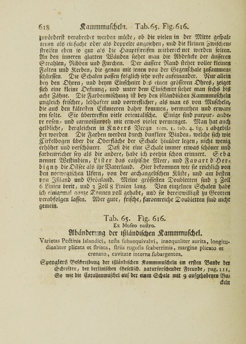 luporberff perabrebet rocrben mi'iffe, ob bie Pielen in ber 9)Htte ^efpal^ tetien als etnfad)e ober als hoppelte angetehen, uub bie Heine» 3tt>ifd)en? greifen eben fo gut a!S bie «jbauptf reifen mitbered net toerben foltern SKtt ben inneren glatten SBdnben fielet man bie SIbbrt'ide ber dufferen Strahlen, SHibben unb gurd)en. 2>er duffere SKattb ffel)et polier Heilten * galten unb toben, bie genau mit jenen pott ber ®egenfd)ale $ufammett? (cf)lteffen. 5)te Schalen paffen folglich fel>r peffe aufeinanber. 9?ur allein bet) ben Ohren, unb bet)m ©nfchttitt b.S einen grofferen OhreS, geiget ftd) eine Heine Oefnung, unb unter bem ©nfchnittftehet man fed)S bis acht gdf>ne. S)ie garbenmifd>ung iff bet) ben mldnbifcben tommmufcheltt uttgleid) frifd>er, lebhafter unb Portreflicher, als man eS pon Sftufcheltfy bie au6 ben fdlteffen ©ffmeeren bal>er fommett, pernutthen unb enoar* ten folte. (Sie öbertreffen Piele orientalische. Einige ftttb purpurn anbei« re rofen* unb carmotftnroth mit ettoaS piolet permenget, Sftan hataudj gelbliche, bergleichen in toorrS SSergn tom. i. tab. 4. fig. 1 abgebil^ bettoorben. Oie garben toerben burch bunHere £$inbett, n>eld)e ftd) tote gjrfelbogett über bie «Oberfläche ber (Schale hinüber legen, nicht rnenig erhöhet unb perfd)6nert. Oaff bie eine (Schale immer ettoaS fd)6tter unb farbenreicher fei) als bie anbere, habe td) porhin fchon erinnert. (Seba nennet %ßeffinbien, Ziffer baS cafpifche SDteer, unb gapartb’.J)er* b i g n t) bie Off fee als tl)r SSaterlaitb. -£>ier bekommen mir fte reid)lich Pon ben normegifchen Ufern, Pon ber archangelifd)en S^Üiffe, unb am beffen Pon Sfflanb unb ©ronlanb. kleine groffeffeit Ooubletten ftnb 3 goll 6 Linien breit, unb 3 goll 8 Birnen lang, ^on einzelnen (Schalen hnbe id> einigemal aan$e dornten pell gehabt, unb fte bereitmilligff $u 0rottett Perabfolgen laffeu. £lber gute, frifche, farbenreiche Ooubietten ftnb md)t gemein. Tab. 65. Fig. 616. Ex Mufeo noftro. Slbänberrng bet tßidnbtfityen Äammmufcfoel. Varietas Peftinis lslandici, tefta fubaequivalvi, inaequaliter aurita, longitu« dioaliter plicata et ftriata, ftriis mgofis feaberrimis, margine plicato et crenato, cavitate interna fubargentea. (SpenglerS 5?efcbreibung ber ijjlcmbtfcbcn $<mtmmufcbeltt tm erffett $3aitbe ber ©djttfrcn, ber berlinifcbett <$efeUfeb. tiaturforfcbettber greunbe, pag. m. ©p me bie Sprallenmwfcbel auf ber «wett ©c&ale mit 9 aufge&pbeiten dein