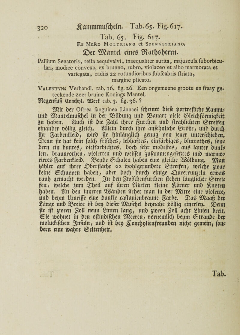 • Tab. 65. Fig. 617. Ex Mufeo Moltkiano et Spengleriano, ©er Sftantel eines SKatbsfKrrn. Pallium Senatoris, tefta aequivalvi, inaequaliter aurita, majuscula fuborbicu- lari, modice convexa., ex brunno, rubro, violaceo et albo marmorata et variegata, radiis 22 rotundioribus fubfcabris ftriata, margine plicato. Valentyns Verhandl. tab. 16. fig. 26. Een ongemeene groote en fraay ge- teekende zeer bruine Konings Mantel, Sftegenfttfi Goncbol. SBetf tab. 3. fig. 36. ? $ftit 5er Oftrea fanguinea Linnaei frf)dttet biefe t>Ortt*efTtcE>e ^antttte itn5 9ftantelmufd)el in ber 2$ilbung unb Bauart oiele (£Meid)f6rmigfeit 51t fabelt. 2Utd) ift bie gabl ihrer gurren un5 ftrahlichten @tretfeit einanber ooüig gleich. Allein burd) ihre anfehnlid>e ®roge, unb burd) ihr garbenfleib, mirb fte hinlängltd) genug oon jener Urtterfd)te5ett. Senn fte \)at fein fold) frifcheS, leb^afteö, einfarbige^, blutrotbeg, fon* 5ern ein bunteö, t>ielfarbid)teg, hoch fel)r mobefteg, aug lauter buttf* len, braunroten, oiolctten unb meiffen sufamniettgefehteg unb ittarmo* rirteö garbenfleib. 2$et)be ®d)alen haben eine gleiche Wölbung, Sttan jdf)let auf ihrer £)berflad)e 22 toohlgeruttbete (Streifen, n>elc^e $mar leine ©d)uppen haben, aber bod) burd) einige £lueerrunjeln etmag rauh gemacht toerben. 3n bett gmifd)enfurd)ett ftehen laugltd)te (Streik fen, toelche jum &l)eil auf ihren ^u'tcfen fleine Körner unb knoten haben. 2(n bett inneren SBänben ftehet man in ber TOtte eine oiolette, unb bepm Umrtffe eine bunfle caftanienbrattne garbe. Sag 9)taaft ber £dnge unb freite ift bet) btefer 9ttufd)el beinahe oollig einerlei Semt fte ift jmeett goll neun Linien lang, unb jmeen goll ad)t £inien breit. @ie toohnet in ben oftinbifchen Freren, oontemlid) bepm (Straube ber molucfifcben 3nfuln, unb ift be^ gondjtftienfreunben nicht gemein, fou* bern eine »ahte (Seltenheit.