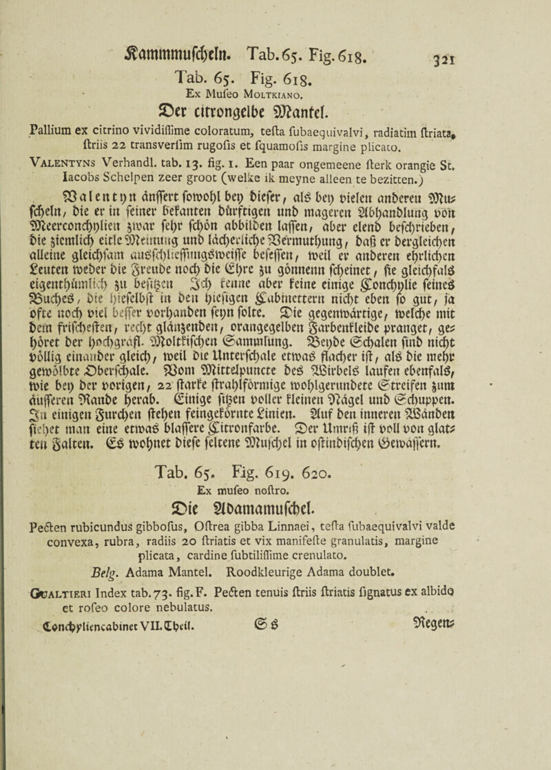 Tab. 65. Fig. 618. Ex Mufeo Moltkiano. JDet cttrongelbe Sftantef. Pallium ex citrino vividiflime coloratum, tefta fubaequivalvi, radiatim ftriata, ftriis 22 transverlim rugofis et fquamofis margine plicato. Valentyns Verhandl. tab. 13. fig. 1» Een paar ongemeene fterk orangie St» Iacobs Schelpen zeer groot (welke ik meyne alleen te bezitten.) SSalentt)» dnjfett fomohl bet; tiefer, alö bei) Dielen unteren 9ftu* fdjeltt/ tie er in feiner befanten börftigen unb mageren Slbhantlung pon Stteerconchtjlien &war fehr fcl)6n abbilten taffen, aber elenb befd)rieben, bte $icmltch eitle Meinung nnb ldcf>ecUd>e Sßermuthung, tag er begleichen alleine gleichfam au£fd)lleffimggmeijfe befeffett, weil er unteren ehrlichen Leuten Weber tie greube noch tie (£hre $u gonnenn fcheinet, fte gleichfalö eigentümlich 51t hefigen 3d) fettne aber feine einige gwnchplie feinet SSucheö, tie i)tefelbj! in ten hiefigen gtabmettern nicht eben fo gut, ja ofte noch oiel bejfer porhanben fct;n folte. ©ie gegenwärtige, welche mit bern frifcheften, recht gldn&enben, orangegelben garbenfleite pranget, ge^ höret ter hod)grdfi Dftoltftfchen Sammlung. 33et)be @d>alen ftnb nicht pollig einaitter gleid), toeü tie Unterfchale etwaö flacher tjl, atö tie mehr gewölbte £>berfchale. &}ont 9ttittelpuncte beS %ßirbel$ laufen ebenfalS, wie bet) ter porigen, 22 jfarfe jirahlformige wohlgeruntete Streifen $utn dufferen ^ante herab. €inige ftjjen toller kleinen Sftdgel unt (schuppen. 3n einigen gurd)en ffehen feingefornte Linien. 2luf ten inneren kanten flehet man eine etwas blaffere glitronfarbe. ©er Umriß ift poll oon glat* te» galten. wohnet tiefe feltene 2ttufcf)el in ojlintifchen ^ewaffern. Tab. 65. Fig. 619. 620. Ex mufeo noftro. SDie SlOamamufcM. Petten rubicundus gibbofus, Oftrea gibba Linnaei, tefta fubaequivalvi valde convexa, rubra, radiis 20 ftriatis et vix manifefte granulatis, margine plicata, cardine fubtiliflime crenulato. Belg. Adama Mantel. Roodkleurige Adama doublet. Güaltieri Index tab. 73. fig.F. Pe&en tenuis ftriis ftriatis fignatus ex albido et rofeo colore nebulatus. <Lond?plimcabtnetVILCbdl. ©S 'RtQtXÜ