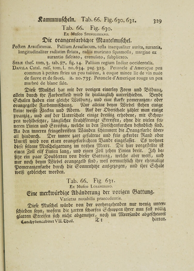 X Äammnuifc&efa. Tab. 66. Fig.630.631. 329 Tab. 66. Fig. 630. Ex Mufeo Spengleriano. 5>ie oraiK)cniarl'id)re SHantelmufdjel. Pe&en Arauficanus. Pallium Araufiacum, tefta inaequaliter aurita, aurantia, longitudinaliter radiatim ftriata, radiis muricato fquamofis, margine ex aurantio fafciato, crenulato, fubplicato. Sebje thef. tom. 3. tab.87. fig. 14. Pallium regium Indiae occidentalis. Davila Catal. raif. tom. 1. no. 634. pag. 323. Peconcle d’Amerique peü commun a petites ftries un peu tuilees, ä coque mince lie de vin nuee de fauve et de fouci. it. no. 735. Petoncle d’Amerique rouge un peu marbre de blanc Tale. £)tefe 9ftufd>el f)at mit ber porigen einerlei) gorrn unb Gilbung, allein burcb ihr garbenfleib mirb fie butlänglicb unterfcbieben. 23et)be Schalen haben eine gleiche Wölbung, unb eine ftarfe pomeran$en; ober orangegelbe garbenmifcbung. 9lur alleine bet)m Wirbel (leben einige flehte meijfe gleden unb Albern. $luf ber Obetfcbale gablet man einige 5man$ig, unb auf ber Unterfcbale einige breifng erhobene, mit @d)up^ pen mol)lbefe§te, ldnglid)te (lral)lformige Streifen, ohne bie fielen fei* neren Linien unb Streifen ^ melcbe in ben Smifebenfurcben befmblid) ftnb. 5ln ben inneren fehtgeftreiften SBänben flimmert bie .Orangefarbe über? all binburd). £>er innere $art gefaltene unb fein geferbte 9fanb ober Umifc mirb oon einen orangefarbigen S3anbe eingefajfet. O mobnet biefe feltene 9JtufdE)elgattung im rotben Stteere. £>ie hier uorgejleUte tft einen Soll eilf Einien lang, unb einen Soll $eben Einten breit. 3cb be* fine ein paar Öoubletteit oon biefer (Gattung, meld>e aber mehl, unb nur noch bepm Wirbel orangegelb ftnb, meil oermutblicb ihre ehemalige 5>omeran&enfarbe bttrdb bie ©onnenb^e aubge$ogen, unb ihre @d)ale toeifi gebleicbet morben. Tab. 66. Fig 631. Ex Mufeo Lorenziano. €tne mcvtn>ürt>i<jc StbdnDerung Der »ovtgcit Gattung. Varietas notabilis praecedentis. 2)iefe Sftufcbel mürbe oon ber oorbergebenben nur menig untere fchteben fettn, mofera bie Janen fdjarfen gdjuppen ttjrer mm faftt>6Uig glatten (Streifen fid> nid)t abgenutzt, nod) im 9Reer|anbe abgefd)eunt 4«ndjpltcncabimt VILIptil. St . ^«ert.