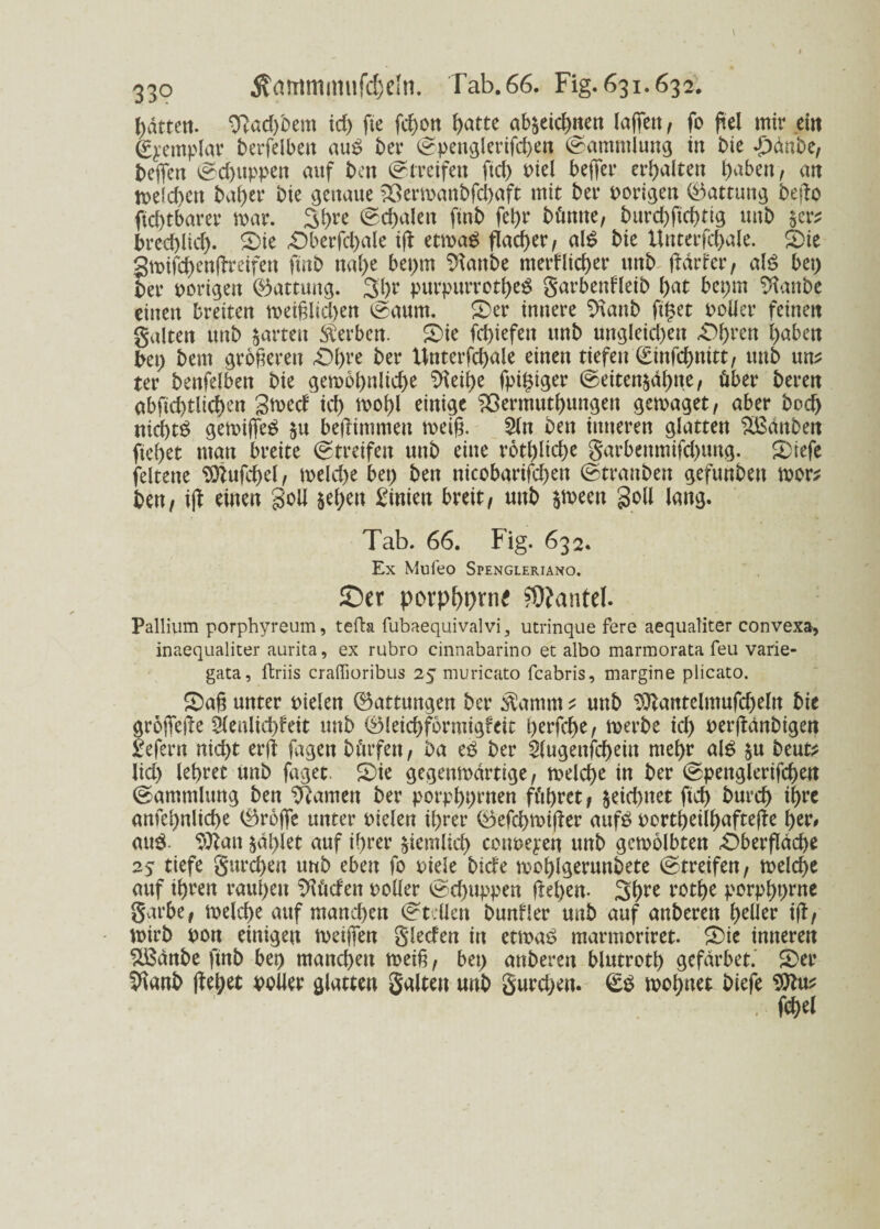 Rattert. 91ad)bem id) fie fcbon ()atte ab^eicbnen laffett, fo fiel mir eilt (Eyemplar berfelbett aub ber (spenglerifchen Sammlung in bie Jpcmbt, bejfen @cbuppen auf ben (streifen ftd) Piel befifer erhalten fyaben, an welchen bai)er bie genaue 23ermanbfd)aft mit ber porigen (Gattung bejlo ftd)tbarer mar. 3bre @d)alen ftnb fet)r bümte, burd)ftd)ttg unb &cr; bred)lid). Sie Oberfchale ijl ettpaS flacher / al$ bie Unterfcbale. Sie gmifcbenjlreifen ftnb naf)e beprn Glaube merflieber unb Härter/ als bet) ber porigen Gattung. 3l)r purpurrotbeS garbenfleib ()at bepm Sftanbe einen breiten n>eißlid)en (saunt. Ser innere 3\anb ft^et Polier feinett galten ttttb jarteit Sterben. Sie fct>iefen unb ungleid)ett Obren l)aben bet) bem größeren Obre ber Unterfcbale einen tiefen (£infd)nitt, unb un* ter benfelben bie gemobnlid)e 9teif>e fpi£iger (seiten£äl)ne, über beren abftd)tlid)en gmed id) mol)l einige $3ermutbungen gemaget, aber bod) nichts gemiffeS $u beflimmen tveiß. 5ln ben inneren glatten Sßänben fielet man breite (streifen unb eine rotl)lid)e garbenmifd)tmg. Siefe feltene 9)lufd)el, tpeld)e bet) ben nicobarifcben (sträuben gefunben mor? ben/ ijl einen goU $ebett Linien breit/ unb $meen goU lang. Tab. 66. Fig. 632. Ex Mufeo Spengleriano. ©er porpbprtu fOJantel. Pallium porphyreum, tefta fubaequivalvi 3 utrinque fere aequaliter convexa, inaequaliter aurita, ex rubro cinnabarino et albo marmorata feu varie- gata, ffcriis craffioribus 25 muricato feabris, margine plicato. Saß unter Pielen (Gattungen ber $amm ^ unb $ttantelmufd)eln bie grofiejle 2leulid)feit unb (SMeicbfbrmigfeic berfebe, merbe id) perjlänbigen £efern nid)t erft fagen bftrfen, ba es ber 2(ugenfd)ein mehr als $u beut* lid) lehret unb faget. Sie gegenwärtige, welche in ber (spenglerifchen Sammlung ben tarnen ber porphprnen führet/ $eid)ttet ftd) burch ihre anfchnliche (tröffe unter Pielen ihrer (Befchwifler aufS portbeilbaftejle her# auS Sttatt zahlet auf ihrer ziemlich conueyett unb gewölbten -Oberfläche 25 tiefe gureben unb eben fo pide bide moblgerunbete (streifen/ welche auf ihren rauhen ^üd'en polier <sd)uppen flehen. 3bre rothe porphprne garbe/ welche auf manchen (Stellen bunfler unb auf anberen heller ifl/ tuirb pon einigen Weißen gleden in etwas marmoriret. Sie inneren ££änbe ftnb bep manchen weiß, bet) anberen blutroth gefärbet. Ser 91anb flehet polier glatten galten unb gureben. £S wohnet biefe $lu*