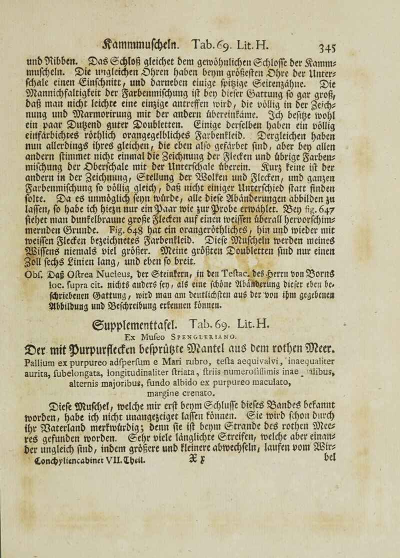 unt> dibbelt. da£ ©d^log gleichet bem gewöhnlichen ©d)loffe ber $amm* mufchelit. die ungleichen -O^rert haben bepm grogegen £>hre ber Unter* fcgale einen ©infehnitt, unb barneben einige fpigige @eiten$ähne. die $ttannid)faltigfeit ber garbenmifchuitg ig bep biefer (Battung fo gar grog, bag man nicht leichte eine einzige antreffen wirb, bie oolltg in beroch* nung unb $ttarmorirung mit ber anheim übereinfäme. 3d> befgje wohl ein paar dufjenb guter doubletten. (Einige bcrfelben haben ein pollig eittfärbid)te$ rothltch orangegelbliches garbenfleib. dergleichen haben nun aüerbingS ihres gleichen, bie eben alfo gefdrbet finb, aber bep allen anbern girnmet nicht einmal bie geichnuug ber glecfen unb übrige garben* mifchung ber £)berfd)ale mit ber Unterfchale überein, $ur& feine ig ber anbern in ber geichnung, Stellung ber Rolfen unb glecfen, unb ganzen garbenmifchung fo pollig gleich , bag nicht einiger Unterfd)ieb gatt ftnben folte. da eS unmöglich fepn mürbe, alle biefe Slbänberungen abbilben $u iajfen, fo habe ich h^l« nur ein paar wie erprobe erwählet. $8ep fig.647 gehet man bunfelbraune groge glecfen auf einen weiffett überall herporfegim* mernben 0rmtbe. Fig. 648 hat ein oraitgerothlicheS, hw unb mieber mit weiften glecfen begegnetes garbenfleib. diefe ^ufcgeln werben meines SßiftenS niemals Piel groger. teilte grogteu doubletten finb nur einen Soll fed)S £inien lang, unb eben fo breit. ObC dag Oftrea Nucleus, ber ©teinfern, in beuTeftac. t>e$£errnPonSöcrnS loc. fupra cit. nichts anberS fet>, al$ eine febone 5H>dftkrung biefer eben bo fdnicbenen ©atttmg, wirb man am beutlic&gctt au$ ber Pen i&rn gegebene» Stb&itöung unb 33efcbreibung erfennen fonnen. (Supplement tafel. Tab. 69. Lit. H. Ex Mufeo Spengleriano. ©er mit 9>urpurfle<ftn bejprüljte Hantel aus Dem rotten SJtecr. Pallium ex purpureo adfperfum e Mari rubro, tefta aequivalvi, ‘inaequaliter aurita, fubelongata, longitudinaliter ftriata, ftriis numerofiflimis inae^ -ilibus» alternis majoribus, fundo albido ex purpureo maculato, margine crenato. diefe $lufd)el, welche mir erg bepm@chlujfe biefeS 3$anbeS befannt worben, i)abt ich nicht unangejeiget Iaffcit fömieit. ©ie wirb fchon burcf> ihr 23ater[anb merfwörbig; benn fte ift bet)in ©tranbe beö rochen 9)tcc; rcö gefunbeti worben, ©ehr Diele länglichte ©treifeit, weiche «ber einan* her ungleich fmb, inbem größere unb Heinere «bwechfeln/ laufen Dom SIBir# t«n<hylitn<al»iKt Vll.tbeil. 3£ f ^el