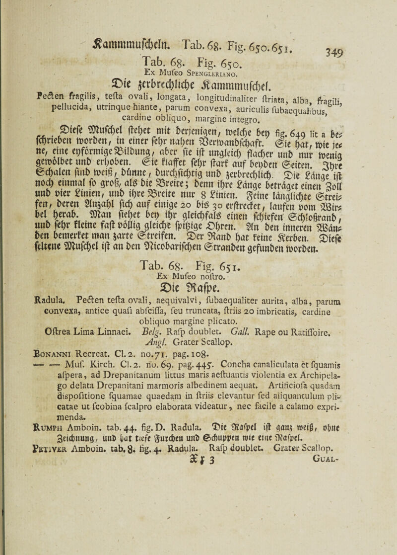 » < Äommmufadn. Tab. 6g. Fig. 650.651. U9 Tab. 6g. Fig. 650. Ex Mufeo Spengleriano. ©ie 5crbrcd)!id)e Äanummifdjcf. Peclen fragilis, tefla ovali, longata, longicudinaliter flriata, altn fraaili pellucida, utrinque hiance, parum eonvexa, auriculis fubaequah’bUs 6 ’ cardine obliquo, margine integro. . fEcf)cc mit betjenigen, toelche bet) fig. 649 lit a bcz fchrteben toorben, m einer fef)r »af)eo SOermanbfchaft. (Sie hat, wie je« ne, eine eiförmige Gilbung, aber fie iff ungleich flacher unb nur tnenia geroolbet unb erhoben. (Sie blaffet fei>r ffarf auf beuben (Seiten. 'Ihre Schalen |mb toetg, bftnne, burd)fid)tig unb jerbrechlich- Sie SMnge ill nod) eutntal fo groß, als bie Breite; benn ihre ffänge betröget einen Soll unb oier £inien, unb ihre Breite nur 8 Pinien. Seine längiidite ©trei# fen, bereu Slttga^l ftch auf einige 20 bis 30 erffreefet, laufen 00m 2Bir* bei hetob. <9lait ftel)et bet) ihr g(eid)fa!S einen «liefen ©chloßranb, unb fel)r Heine faff böliig gleiche fpiltige Ähren. Sin ben inneren 2ßän? ben betnerfet man jarte ©treifen. Ser Stanb hat feine Serben. Siefe feltttte SRufchel tfc an ben 91icobarifchen ©tranbeit gefunben toorben. Tab. 6g. Fig. 651. Ex Mufeo noilro. 2)ie Üiafpe. Radula. Pe&en tefta ovali, aequivalvi, fubaequaliter aurita, alba, parum eonvexa, antice quaü abfeiffa, feu truncata, ftriis 20 imbricatis, cardine obliquo margine plicato. Oftrea Lima Linnaei. Belg. Rafp doublet. Gail. Rape ou Ratiffoire. Angl. Grater Scallop. Bonanni Recreat. CU2. no.71. pag. 108. --Muf. Kirch. Cl. 2. rio. 69. pag. 445. Concha canaliculata et fquamis afpera, ad Drepanitanum littus maris aeftuantis violentia ex Archipela- go delata Drepanitani marmoris albedinem aequat. Artirtciofa quadam Öispofitione fquamae quaedam in ftriis elevantur fed aiiquantulum pli- catae ut fcobina fealpro elaborata videatur, nec facile a calamo expri- menda. Rumph Amboin. tab. 44. fig.D. Radula. ^ie SKafpel ift ganj weif, obite geidmuntj, unb i*at tiefe ftuteben unb Schuppen wie eme ÜfafpeU PüTiVüR Amboin. tab. 8. fig. 4. Radula. Rafp doublet. Grater Scallop. Xf3 Gual-