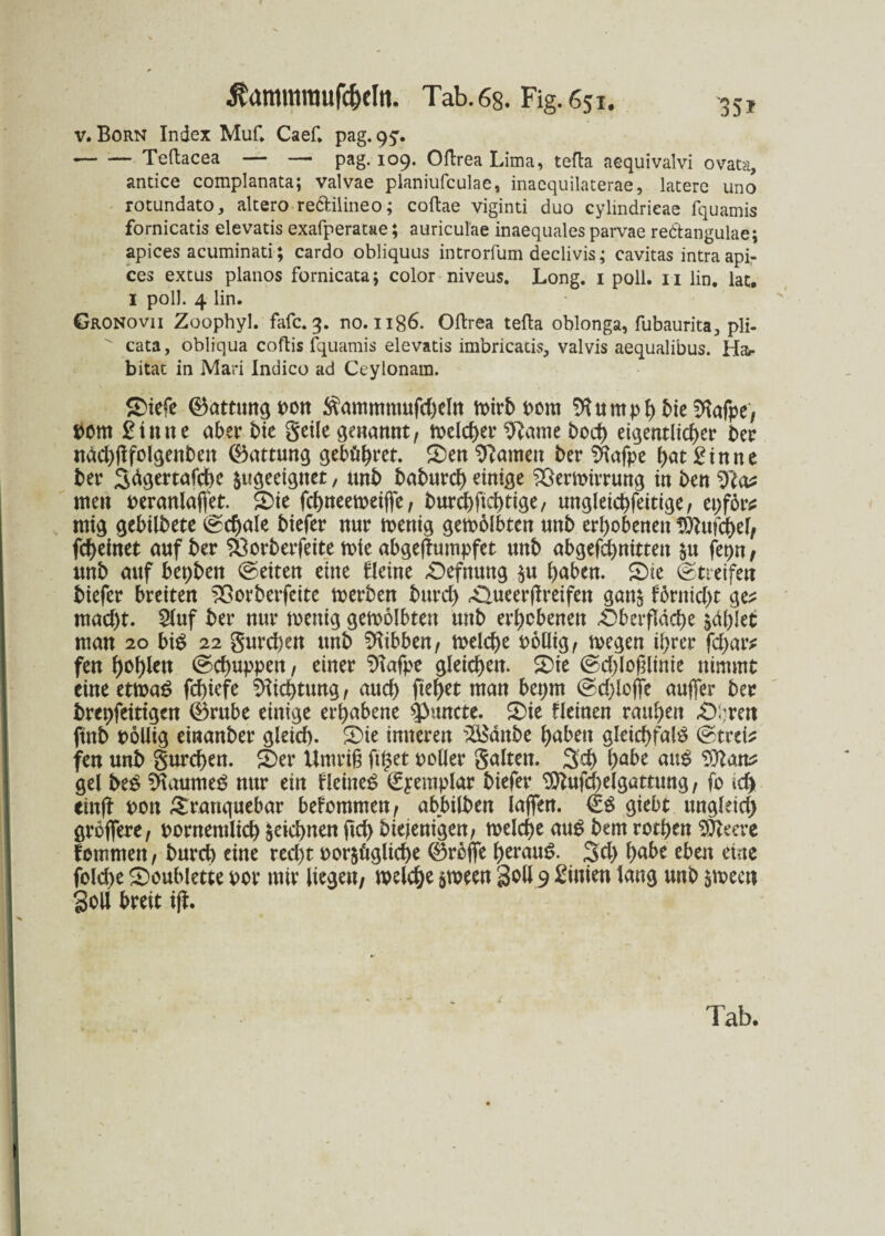 v. Born Index Muf. Caef» pag. 95:. *-Teftacea — — pag. 109. Oftrea Lima, tefta aequivalvi ovata, antice complanata; valvae planiufcalae, inaequilaterae, latere uno rotundato, altero recHlineo; coftae viginti duo cylindrieae fquamis fornicatis elevatis exafperatae; auriculae inaequales parvae redtangulae; apices acuminati; cardo obliquus introrfum declivis; cavitas intraapi,- ces extus planos fornicata; color niveus. Long. 1 poll. 11 lin. lat. I poll. 4 lin. Gronovii Zoophyl. fafc. 3. no. 1186. Oftrea tefta oblonga, fubaurita, pli¬ cata , obliqua coftis fquamis elevatis imbricacis, valvis aequalibus. Ha¬ bitat in Mari Indico ad Ceylonam. Oiefe ®attmtgpcn $ammmufd)eln n>irt> oom Sftumph bie SKofpe/ bom £tnu e aber £>ie geile gewannt/ freierer %uue hoch eigentlicher ber nad)flfolgenben Gattung gebühret. Oen tarnen ber SHafpe hot £inne her S^Ötrtöfcbc ungeeignet, unb baburch einige £3ermirrung in ben men oeranlaffet. Oie fchneeweiffe; burchftchtige/ ungleichfeitige, epför? mig gebübete Schale biefer nur wenig gewölbten unb erhobenen ^ttufchel/ fcheinet auf ber SÖorberfeite wie abgejfumpfet unb abgefchnitten §u fepn / unb auf bepben ©eiten eine kleine Oefttung $u haben. Oie Streifen biefer breiten SBorbcrfeite werben burch .-Queerjlreifen gan& förnid)t ge? macht. $luf ber nur wenig gewölbten unb erhobenen .Oberfläche man 20 bi$ 22 gureben unb Hibben, welche oollig, wegen ihrer fd)ar? fen (schuppen, einer Sftafpe gleichen. Oie (sdjlofHtnie nimmt eine etwas fchiefe Dichtung, auch fielet man bepm (schlöffe auffer ber brepfeittgen 0rube einige erhabene tyxmctt. ®ie kleinen rauhen Ohren ftnb pöUig einanber gleich- Oie inneren 2Bdnbe haben gleichfalS <strd? fen unb gurd>en. Oer Umriß fi$et polier galten. 3d> höbe aus gel beS Raumes nur ein deines (Syemplar biefer Sttufchelgattung, fo ich einfi pon Oranguebar bekommen/ abbilben laflfett. €S giebt ungfdd) groffere, pornemlich zeichnen fich biejenigen, welche aus bem rothen öftrere fommen, burd) eine recht Por$üglicf)e ®rcffe heraus. 3d> höbe eben eine fold)e Ooublette por mir liegen/ welche $ween Soll 9 Linien lang unb ^ween Soll breit ift.