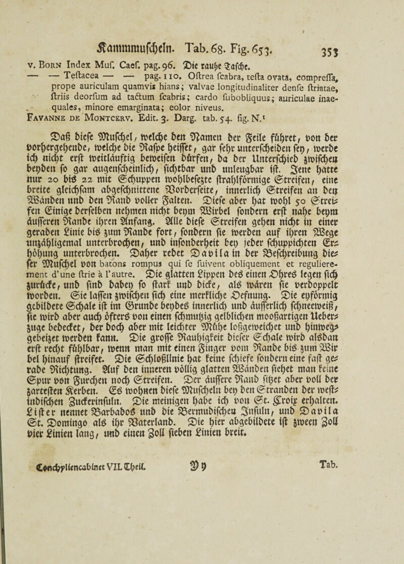 3SS v. Born Index Muf. Caef. pag.96. T)te rauf;c Q:afd^c* — —Teftacea— — pag. 110. Oftrea fcabra, tefta ovata, comprefla, prope auriculam quamvis hians; valvae longitudinaliter denfe ftriatae, ftriis deorfum ad taftum fcabris; cardo fubobliquus; auriculae inae- quales, minore emarginata; eolor niveus. Favanne de Montcerv. Edit. 3. Darg, tab. 54. fig, N.1 £)aß biefe Sttufchel, ftelche 5err tarnen ber geile füllet, t>ott ber porhergehenbe, toclc^e bie %tfpe ^etffet, gar fel)r unterfdjeiben fep, trerbe ich nicht erff meitlduftig betocifeit börfett, ba ber Unterfchieb $mifchett bepbett fo gar augenfcheinltch, ftd)tbar unb unleugbar iff. Sene baut nur 20 big 22 mit (Schuppen n>ol)lbefe$te ffral)lförmige ©tretfett, eine breite gleichfam abgefchmttene 33orberfette, innerlich (Streifen an ben ^ödnben unb ben %uib polier galten. 2)iefe aber hat trohl 50 (Streik fen Einige berfelben nehmen nicht bepm Wirbel fonbern erff nahe bepra dufferen Staube ihren Anfang, 2llJe biefe (Streifen gehen nicht in einer geraben £inie big jum^tanbe fort, fonbern fte tuerben auf ihren SBege un^dhligemal unterbrochen, unb tnfonberheit bep jeber fchuppid)ten €r^ höhung unterbrochen. 2>al)er rebet Manila in ber föefchreibmtg bie* fer ^tufchel POn batons rompus qui fe fuivent obliquement et reguliere- ment d’une ftrie a l’autre. £)ie glatten Rippen beg einen £>ht*3 legen ftch $urftcfe,unb ftnb babep fo ffarf unb biefe, alg tudren fte perboppelt worben. (Sie laffen $mifchett ftch eine merflicf>e «Oefnung. S)ie epfbrmig gebilbete (Schäle iff im 0runbe bepbeg innerlich unb dufferlich fchneemeig, fte wirb aber auch bfterg pou einen fchmupig gelblichen mooßartigen Ueber* §uge bebeefet, ber hoch aber mit leichter SOKihe loßge weichet unb ht»roeg^ gebettet werben fann. S)te groffe Sfiauhigfett biefer (Schule toirb algbatt erff recht fühlbar, trenn man mit einen ginger Pont Sftanbe big $um2ßir bei hinauf (freifet. &ie (Schloßlinie hat feine fchiefe fonbern eine faff ge^ rabe SKichtung. Sluf ben inneren polltg glatten 28dnben ftef>et man feine ©pur pon gurchen noch Streifen. S)er duffere Cftanb ftpet aber Poll ber fcarteffen Serben. €g wohnen biefe tOlufcheln bep ben (Stranben ber roeff* ittbifchen Sucfertnfultt. £)ie meinigett häbe ich <?t. ffroiy erhalten. Ziffer nennet £3arbabo£ unb bie S3ermubifchea Snfuln, unb SDaPila (St. ^Domingo alg ihr ^aterlanb. 2)ie hier abgebilbete Iff $ween Soll Pier Linien lang, unb einen Soll fteben Linien breit* Cwicpylfencabüut VIL CpeU.