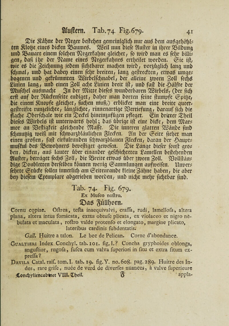 Sie $dl)tte bet Sfteger beflehett öemetttfgltcf) nur au$ bem auggehohb teit $loge eines biden £3aumeg. £ßeil nun biefe Slufler in ihrer Vilbung unb Bauart einem feieren 9}egerfabne gleitet, fo mirb man eS fel)r billig gen, baß if>r ber Spante eineg 9begerfahneg ertheilet morbeu. ©ie ifl, mie eg bie Seichnung jebern Achtbarer machen mirb, ror&üglicl) lang unb fchmal, nnb h<*t babep einen fei)t breiten, lang geflreef ten, etmag umge^ bogenen unb gefrümmten SÖjirbelfchuabel, ber alleine $meen Soll fed)g £inien lang, unb einen Soll acht Linien breit ifl, unb fafl bie Hälfte ber SJtufchel augmacht 3n ber Glitte biefeg ttnmberbaren SBirbelg, (ber flef) erfl auf ber SXücfenfeite enbiget, baher man horten feine flumpfe ©pige, bie einem Knopfe gleichet, fuchett muß,) erblicfet matt eine breite queet geflreifte run^elichte, langlichte, rinnenartige Vertiefung, baraufftdh bie fluche Sberfcgale rnie ein Secfel hineitt^ufögen pfleget (Ein britter Sgeil biefeg SÖSirbelg ifl untermartg h°hl> baö übrige ifl eine biefe, bem Woxt mor an Vefligfeit gleicbenbe Sftajfe. Sie inneren glatten £Bdnbe ftnb fchmttgig meiß mit fd)mar§bldulichen Slecfen. Sin ber ©eite flehet man einen großen, fafl cirfulrunben fchmar^blauen glecfett, baran ber ^aupt? mufful beg 23emohnerg beoeftiget gemefen. Sie £dnge biefer fonfr gro^ ben, biefen, aug lauter Ober einanber gefchichteten Lamellen beflehenbett Slufler, betraget feegg Soll, bie Vreite etmag Ober preen Soll. Vollfrdtt? bige Soubletten berfelben fonnett mettig ©ammlungett aufmeifen. Unoer* fehlte ©tücfe follett innerlich am ©eitenranbe fleitte Sahne haben, bie aber ben biefem (Exemplare abgerieben morbett, unb nicht mehr flehtbar flnb. Tab. 74. Fig. 679. Ex Mufeo noftro. ©aö SiiUf)orn. Cornu copiae. Oftrea, tefta inaequivalvi, crafla, rudi, lamellofa, altera planay altera intus fomicata, extus obtufe plicata, ex violaceo et nigro ne- bulata et maculata, roftro valde protenfo et elongato, margine plicato, lateribus cardinis fubdentatis. Gail. Huitre a talon. Le bec de Pelican. Corne d’abondance. Gualtieri Index Conchyl. tab. ioi. fig. I.? Concha gryphoides oblonga, anguftior, rugofa, fufca cum valva fuperiori in fitu et extra fitum ex- prefla ? Davila Catal. raif. tom. I. tab. 19. fig.Y. no.608. pag. 289. Huitre des In¬ des, rare grife, nuee de verd de diverfes nuances, a valve fuperieurc jlonchyltenc«binet VIII. tbc'it» 3 appla-