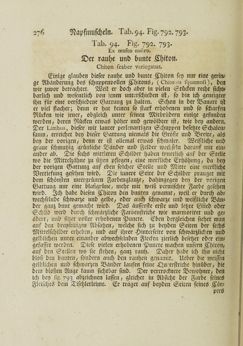 Tab. 94. Fig. 792. 793. Ex mufeo noflro. ©er raulx unb bunte S&tfon. Chiton feaber variegatus. 0nige glauben btefer raupe unb bunte g()tton fep nur eine gern*; - ge Slbdnberung bes fd;uppenpollen ^pitonS, (Chitons fquamofi), beit wir jupor betrachtet. $i$eil er hoch aber in pieleit ©tücfeit recht jtepte barlicp unb wefentlicp Poit jenen unterfepieben ift, fo bin ich geneigter tl;n für eine perfd;iebeite Gattung $u halten. ©epon in ber Bauart iff er Piel flacher; bemt er hat feinen fo fiarf erhobenen unb fo fcharfen Sftücfeit wie jener, obgleich unter feinen Sftttbrübern einige gefttnben werben, bereu dürfen etwas? höher unb gewölbter iff, wie bei; anbent. ©er Limbus, biefer mit lauter perlenartigen (Schuppen befepte ©cpalen? faum, erreichet bet; biefer (Gattung niemals bie 45rofle unb freite, als bei; ber porigen, beim er iff allemal etwas fchmaler. Weißliche unb graue fepmupig grünliche Zauber unb gelber wechfeln barauf mit ein? anbei* ab. ©ie fed)S mittleren (Schilber haben innerlich auf bei* (Stelle wo bie SÖtitteläähne $u ftpeit pflegen, eine merfliche ©rpopung, ba bei) ber porigen Gattung auf eben fclcher (Stelle unb Glitte eine merfliche Vertiefung gefel;en wirb, ©ie innere ©eite ber (Schilber pranget mit bem fcponflen meergrünen garbenglan^e, babingegeu bei) ber porigen ©attung nur eine blaßgrüne, mehr mit weiß pernufd)te garbe gefel;en wirb. Sei; habe biefen STf)tton ben bunten genannt, weil er burd) ab? wed)felnbe fd;war^c unb gelbe, ober auch fd)War§e unb wcißlid)e Vdit? ber gan§ bunt gemacht wirb- ©aS dujferjfe erffe unb lepte ©lieb ober ©d)Hb wirb burd; fcpwär$lid)e garbenßrid;e wie marmoriret unb ge? dbert, unb fipet polier erhobenen ^uncte. ©ben begleichen fielet man auf ben brepfeitigen $lbfdpeit, weld>e fiel) ju bepbeit ©eiten ber fed)S $ftittelfd)ilber erheben, unb auf ihrer «g)interfcite pon fchwdr^lid-cn unb gelblichen unter einanber abwecpfelnben gleden zierlich befepet ober ein? gefaflfet werben, ©iefe Pieleit erhobenen flutete machen unfern STf)tton, auf ben ©teilen wo fie flehen, gan$ raup, ©aper pabe id) ipu nicht bloß ben bunten, fonbent auch ben raupen genannt, lieber bie wcijTeit gelblichen unb fcpwar&en Vdnber laufen feine ©lueerfmcpe hinüber, bie bem bloßen 3luge faum fteptbar fmb. ©er pertroefnete Vewopner, beit id) bei; fig. 793 ab^eiepnen lajfen, gleichet in 2lbficpt ber garbe feines gleifcpeS bem ©ifcplerleime. ©r traget auf bepbeit ©eiten feines ipr? perS