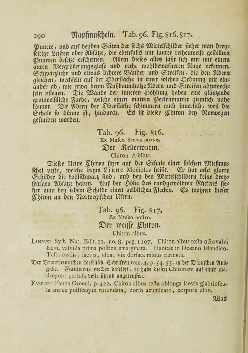 SPuncte, unb anf betten ©eiten ber fed)S 9ttittelfd)ilber fielet man bret>? fettige £etffett ober 5(bfd§e, bie ebenfalls mit lauter reibenweife gesellten $j>uncten befefct erfcheinen. 311lein biefeS alles ld§t fxd> nur mit einem guten SSergroßerttngSglafe unb recht mohlbemafnetett 3luge erFennen. ©d)ft>dr5lid;e unb etmaS lichtere 23anber unb ©treifen, bie ben 3lbem gleichen, mechfeltt auf ber Oberfläche in einer fold)ett Orbmtng mit eins attber ab, mie etma bepm ^ugbaumholje 3lbern unb ©treifen ab&umed)* fein pflegen. Sie s2ßdnbe ber inneren Höhlung haben eine gldn^enbe graumeigliche garbe, welche einen matten sperlenmutter ziemlich nahe Fommt. Sie 3lbent ber «Oberfläche fchintmern auch innerlich/ weil bie ©chale fo böntte t|F, ^iut>urcf>. (£S ift biefer &l)\ton bet; Norwegen gefuttben worben. Tab. 96. Fig. 816. . . Ex Mufeo Spengleriano. £>« ÄellcrtDurm. Chiton Afellus. Siefer Heine (£h^N fifcet <wf ber Schale einer (hieben SOttegmu* fcbel oefle, weld;e bet;m £inne Modiolus heißt. 0* hat ad;t glatte ©cl)ilber bie Fol;lfd)war$ ftnb, unb bei) ben $tttttelfcbilbern Feine bret;* fettigen 3lbfdpe haben. 3luf ber »£)6he beS rttnbgewolbteit TOdenS fie* bet man bet; jebern ©ebilbe einen gelblichen Sieden. €$ Wol;net biefer SThtton an ben. s3?ovwegifd;en Ufern. Tab. 96. Fig. 817. Ex Mufeo noftro. JDcr rociffe fibiton. Chiton albus. Linn^i Syft. Nat. Edit. 12. no. 8. pag. 1107. Chiton albus tefta o&ovalvi laevi, valvula prima poflice emarginata. Habitat in Oceano Islandico. Telia ovalis, laevis, alba, vix dorfata minus carinata. Ser Srontljeimifchen ©efeUfcb, ©ebriften tom.4. P* S4- 55* in ber Sdnifcbctt 5lu$* gäbe. 0umtcntS meltet t»afetbft / er habe tiefen Chitonem auf einer ma- drepora pertula fcefte fifcent öngetroffeu. Fabrich Fauna Groenl. p. 422. Chiton albus tefta oblonga laevis glabriufcu- la antice polliceque rotundata, dorfo acuminato, corpore albo.