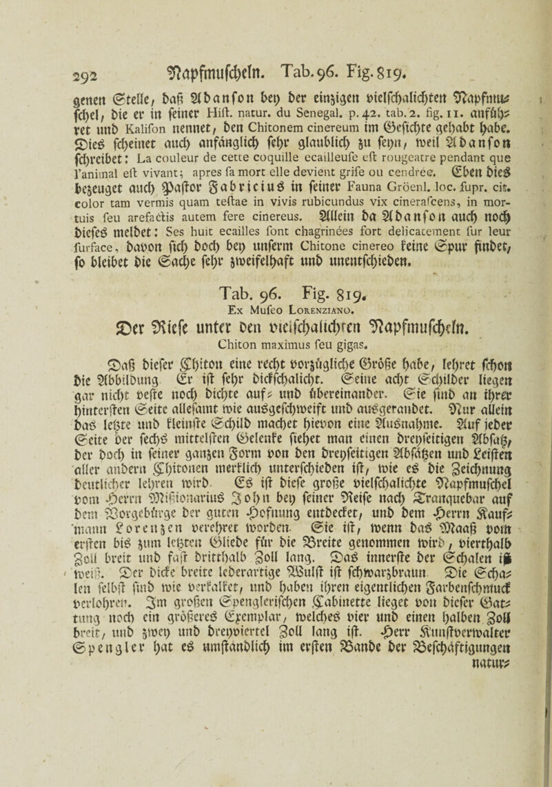 gctteti (Steile, SUxtttfott bet) bet einigen Pielftljaltdjtett tffctpfnm* fd)d/ t>ie er tri feiner HilL natur. du Senegal, p. 42. tab.2. fig. II. attföip ret unb Kalifon nennet/ ben Chitonem cinereum im ©eftd)te gehabt habe. £>ieS fdjeinet and) anfänglich fehr glaublid) $u feptt, weil Slbanfott fd)reibet: La couleur de cette coquille ecatlleufe eft rougeatre pendant que l’animal eil: vivant; apres fa mort eile devient grife ou eendree. (Eben bie$ bezeuget and) ^ßaffor gabriciuS in feiner Fauna Gröeni. loc.fupr. cis. color tarn vermis quam teftae in vivis rubicundus vix cinerafcens, in mor- tuis feu arefadis autem fere cinereus. Allein ba 5lbattfott auch noch biefe$ nielbet I Ses huit ecailles font chagrinees fort delicacement für leur für face, baPOrt ftd) bod) bet) unferm Chitone cinereo feine ©pur jtnbet; fo bleibet bie ©ad)e fehr zweifelhaft unb unetttfehieben. Tab. 96. Fig. 819« Ex Mufeo Lorenziano. ©er SRicfe unter Den t'ieifd)alid)rcn tftapfmufdRfn. Chiton maximus feu gigas. ©alt biefer gTbiton eine recht oorzüglid)e ©roße höbe, lehret fefjott hie 5lbbilbung (Er iß- fehr bicffchalicht. ©eine ad)t ©d)ilber liegen gar nicht refte noch biente auf? unb fiberetnanber. ©ie ftttb an ihrer hinterffen ©eite allefamt wie auSgefchweift unb auSgeranbet. 9?ur allein baö leiste unb fleinße ©d)ilb machet hieoon eine $(uSnahme. Stuf jeber ©eite Oer fed)S mittelfren ©elenfe fielet man einen brepfeitigett 2lbfa£, ber bod) in feiner ganzen gorm oon ben breofeitigen ^bfa^en unb Meißen aller anbern Chitonen merflicb unterfchteben iß, wie eS bie geichnung deutlicher lehren Wirb €S ift biefe grolle oießcßalichte $?apfmufd)el pom *perrn $ftißionariuS 3 o 1) tt bet) feiner 9kife nad) Sfanquebar auf bem ^orgebttrge ber guten «£)ofnung entbedet, unb bem «£>errn ftauf? ‘mann 2orenzen oerehret worben, ©ie iß, wenn baS $ßaaß oom erßen btS zmn lehren ©liebe für bie Breite genommen wirb, oterthalb geil breit unb faß britthalb goll lang. S)aS tnnerjie ber ©chalen i£ » Wehl. £>er biefe breite leberartige Hßulß iß feßwarzbraun £)ie ©d)a? len felbß finb wie oerfalfet, unb hüben ihren eigentlichen garbenfehntuef oerlohren. 3m großen ©penglerifchen .<£abmette lieget oou biefer ©at? titng noch ein größeres (Exemplar, welches Pier unb einen holbett.goll breit/ unb z^et) wtb brepotertel goü lang iß. £err ft’unjfPerwalter ©p engl er hot eS umßänblid) im erßen Soanbe ber 8$efd)äfttgungett natur?