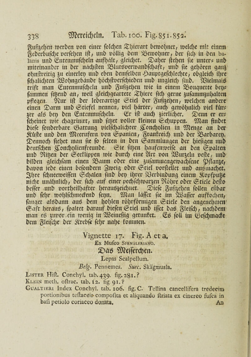 gtt^e^en werben pon einer folgen ©hiwart bewohnet, n>elcf>c mit einem geberbufd)e perfehen ijl, uni) pollig bem 33ewobner, ber ftd) in ben ba- lanis unb (Sntenmufcheln attfhdlt, gleichet. ©af)er (teijen fte unter* unb ntiteinattber in ber itad)ften 23lutbperwanbfchaft, unb fte geboren ganz ohttjtreitig zu einerlei) unb eben benifelben *£)auptgefd)led)te, obgleich ihre fd>alid)teit ^ohugcbdube t)6ct)ffv>erfci>ieben unb ttttgleid) ftnb. ?8ielmai$ trift man €ntenmufcheln unb gußzeh^ wie in einem $3ottqttette bet)s fammett ftgenb an, weil gleid)geartete Spiere ftd) gerne zufammzuhalte« pflegen. “0'tur ijl ber leberartige vs^tiel ber gugjel>en, weld)en anbere einen ©arm uttb Stiefel nennen, Ptel harter, auch gewöhnlich Piel ttiv? jer al£ bei) ben ©ntenmufcheln. (£r ifl auch zierlicher, ©emt er er^ fcheinet wie chagrimrt, unb ft£et polier deinen Schuppen. 9)?an finbet biefe fonberbare Gattung Pielfd)altd)ter (£ond)t)lien in 9ttettge an ber $öfte unb ben Stteerttfern Pott Spanien, granfreid) unb ber Barbarei), ©ennoch ftehet man fte fo feiten in ben (Sammlungen ber f)ieftgen unb bentfchen (£oncht)lienfreuttbe. ©ie filmen h<wfenweife an ben ©palten unb Pilsen ber ©eel'lippen wie burch eine 2lrt pon Wurzeln pejfe, unb bilben gleichfam einen Söaum ober eine zufammengewad)fene Pflanze, bapon iebe einen befonbern gweig ober ©tiel porjtellet unb ausmachet. Shte fchneeweiffen ©djalen ftnb bei) ihrer SSerbin.bung einem ft’opfpuge nicht ttndhnlid), ber ftd) auf einer ped)fd)Warzen Sichre ober ©tiele befto befier unb portheilhafter heraubzeichnet. ©iefe. guß|el)en folleit eßbar unb fel)r wol)lfchmedenb fepn. $ftan IdflTet fte im Gaffer auffod)ett, fauget albbann aub bem tyotykn rohrformigen ©tiele ben angenehmen' ©aft beraub, fpaltet barauf biefett ©tiel uttb iffet bab gleifd), nad)bem man eb jupor ein wenig in ^Beineßig getuttfet. (Eb foU im (£>efd)macfe bem gletfd)e ber SDrebfr fehr nahe fontmen. * - * * - *. Vignette 17. Fig. A et a. Ex Mufeo Spengleriano. £uie> 9)?e|fact)cn. Lepas Scalpellum. Belg. Pennemes. Suec. Skägmusla. Lister Hifi. Conchyl. tab. 439. fig. 281.? Klein meth. oftrac. tab. 12. fig 91.? Gualtieri Index Conchyl. tab. 106. fig. C. Tellina cancellifera tredecim portionibus teftaceis-compolita et aliquandu ilriata ex cinereo fufca in bafi petiolo coriaceo donata. An