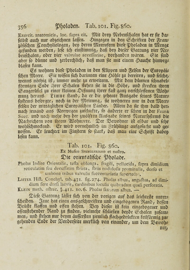 Exercit. anatomicis, loc. fupra dt. SÜNit 5rct> 0Nebettfd)alett f)dt tV fte bo? auch ttur ab&eichtten laffen- hingegen in beit ©chriften ber gran? jofijchen gonchhliologen, bet; bereit $leerufern biefe in $ttenge gefuttben werben, lefe ich einßimmig, ball bet; biefer (Gattung Pier Sfte* benfchalett, ober Pier valvulae accefforiae, porhanben waren. (Sie ftnb aber fo bönne unb §erbred;lid), baß man fte mit einem £aud;e hinweg* blafen fautt. (£$ wohnen biefe g^^olaben in beit Klippen unb Seifen ber ©uropdi* fcf>en 59leere. ©ie wiffen ftd; barinnen eine £of)le $u bereiten, unb folcbe, wettttS nöthig iß, immer mehr &u erweitern, 9)Nit bem bünnett fd;nabel* förmigen (£ttbe ihrer ©chalen lieben fte in bie -£)ohe, unb ßredett ihren ©augerftßel ju einer deinen £)efnung ihrer faß- gatt^ perfdßoffenen s^ob^ nmtg heraus? 2 i tt n e ßattb, ba er bie $ehente 5(u£gabe feinet O^atur^ jt;ßentö beforgte, noch in ber Meinung, fte wobnetett nur in ben $Neer* felfert ber mittäglichen (Europdifchen £dnber. Sdlein ba fte ihm halb h^' nach jemattb au£ Norwegen ^ufchicfte, fo dnberte er fcben in ber Fauna Suec. unb noch mehr bet; ber Zwölften 2lu$gabe feinet 9Naturft;ßemS bie ^Nachrichten oon ihrem Wohnorte. £)er SBewohner iß eßbar unb fel;r wohlfchtuecdmb- (£r wirb pornehtulld) im Srö^ltitge aufgefucht unb ge* ttoßen. <£r leuchtet im ginßern fo ßarf, baß man eine ©chrift babet; lefen famt. Tab. ioi. Fig. g6o. Ex Mufeo Spengleriano et noftro. !Die ovifnfoHfd>c 4PI)olaöe. Pholas Indiae Orientalis, tefta oblonga, fragili, pellucida, fupra dimidium reticulatim feu decuflatim ffcriata, ftriis nodulofis pro.minulis, dorfo et umböne tribus valvulis fuccenturiatis lupertefto. Lister Hift. Conchyl. tab.431. fig.274. Pholas albus, angußus, ad dimi¬ dium fere dorfi laevis, cardinibus loculis quibusdam quafi perforatis. Klein meth. oftrac. §.411. no. 6. Pholas faxorum albus. — S)icfe ©attung (äffet fid> t'on ber »origen auf baö leic&teffe unter# fefieiben. Seite f)at einen miögefd>mciften unb eingebogenen fftanb, befielt Sövftffe f(offen unb offen ffeffen. 23et) biefer ifi fein eingebogener unb offenfteffenber 9?anb 51t finbeit, »ie!me()r fiMefieu 6ei)be ©cfjalcit jufam* men, unb (fe(>en nur beimt äufferffett jiemtict) flacffgebrucftcn feilförmigp# geffenbeit gäbe ber XSorberfeite merflief) »ott einnnber, um bem S5en>e!)# - ner,