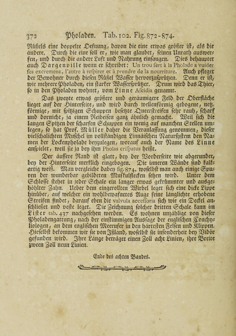 !ftüßel£ eilte hoppelte Oefnttng, hapon hie eine etmag größer ifl, al$ hie mtbere. 2>urd) hie eine foll er, mie man glaubet, feinen Unrat!) auSmer* fen, tmh hurd) hie anhere £uft unh ‘Dlahrttttg einfaugen. S)ieö behauptet <md) £) a r g e tt P i 11 e mettU er fchrcibet: Un trou fert ä la Pholade a vuider fes excremens, l’autre a refpirer ec a prendre de la nourriture. 2lud) pfleget her &$emohner hurd) biefett Sftüßel ^Baffer herpor$ufprüf$en. £)enn er ifl, mie mehrere ^>^>ola6en/ ein jlarker 3Bafferfprü§er. SDrttrn mirh ha^^h^V fo in hen 3>holaben mohnet, Pom £intte Afcidia genannt. £)a$ &met)te etmaS größere utth geräumigere Seih her Oberfläche lieget auf her «pinterfeitc, unh mirh hurch mellenförmig gebogene, ne^ förmige, mit fpi^igett ©chuppett befefste «Oueerftreifen fel)r rauh, fcharf unh borniert, ja einem Sfteibeifen gan$ ähnlid) gemacht. <2ä$eil ftch hie langen ©pi|en her fd>arfen ©d)uppen ein mettig auf manchen ©teilen um^ legen, fo hat ^rof. Böller haher hie S3eranlajfung genommen, hiefer Pielfd)alichten 9ttufd)el im PolljTanhigen £inndifchett 9?atttrß)flem hen Via* men her £ockenpholaöe bestiegen, morattfaud) her 9?ame be$ 2inne anfpielet, meil fte ja bei) ihm Phoias crifpatus heißt. £>er duffere %mb ifl glatt, bet) her SBorberfeite mie abgerunhet, bet) her £interfeite merklich eingebogett. £>ie inneren 2Bdnhe ftnh kalk* artig toeiß. Sftan pergleiche habet) fig. 874, mofelbfl man auch einige ©pu* vett her munherbar gebilheten Süttufkulflecken fehen mirh. Unter hem ©chloffe flehet in jeher ©d)ale ein langer etmaS gekrümmter unh auäge* böhlter Sal)tt. Ueber hem eingerollten Wirbel leget ftch eine hiebe £ippe hinüber, auf melcher ein mohlbemafneteö 2luge feine idnglichte erhobene ©treifen fmbet, barauf eben hie valvula accefforia ftd) mie ein ©edel am fchließet unh peße leget. 2)ie Seichnuttg fold)er hritten ©d)ale kann im £ i fl er tab. 437 ttachgefehen merhen. mol)nen un^ahltge pott hiefer SPholahengattung, uad) her einflimmigen SluSfage her ettglifd)ett gToncht)? liologett, an hem ettglifd)ett 9tteerufer in hen härteren Seifen unh Klippen, daiefelbfl bekommen mir fte PonSßlanh, mofelbjl fte infonberheit bet) 23ihör gefunhen mirh. 3hre £dnge betraget einen Soll acht £inien, ihve S8reite jmeen Soll neun Linien. (Silbe t>e$ achten 23ant>e$. va— 1 \