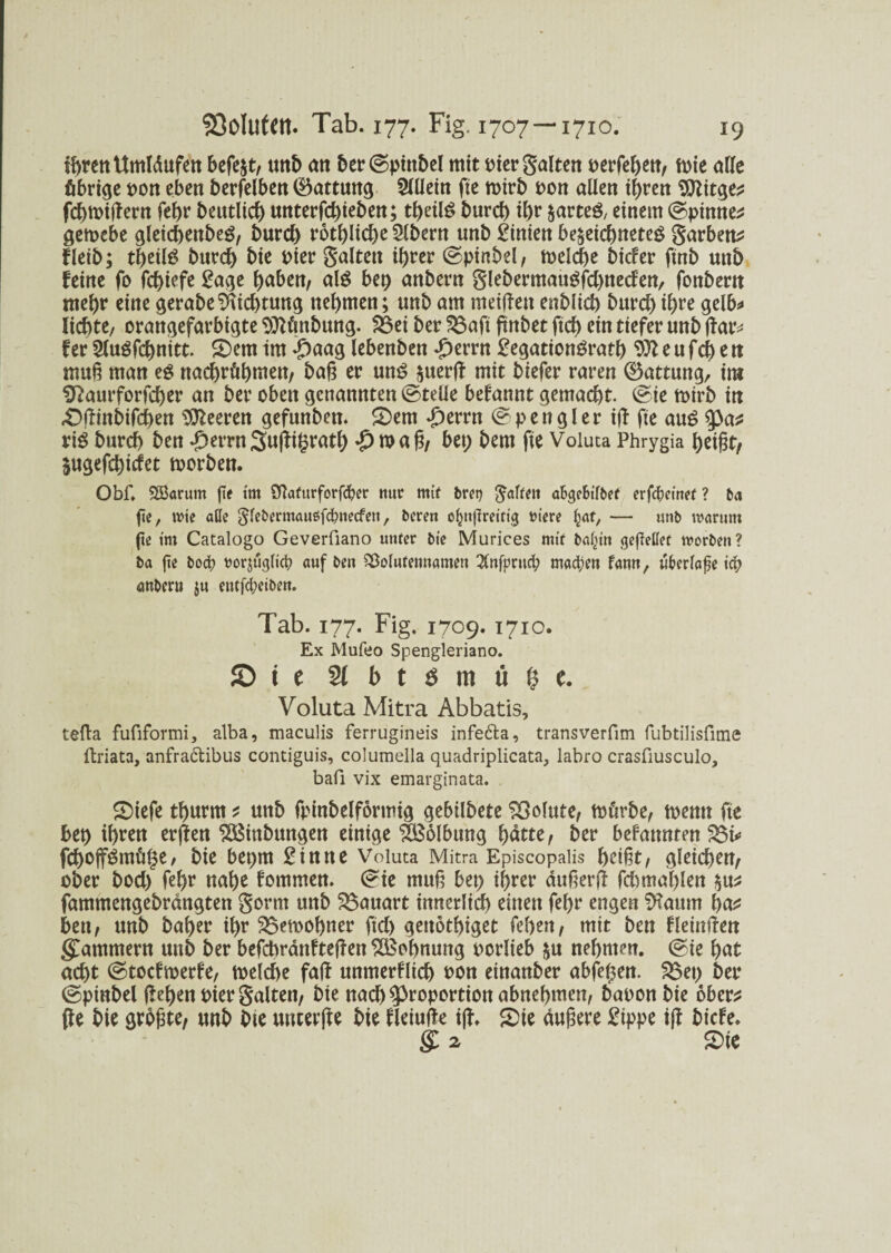 ihren Umläufen befe&t, unb an 5er ©pfttbel mit pter galten perfeheu, n>te alle übrige pon eben berfelben (Gattung 5Ulein fte mirb pon allen ihren Pttttge* fchmiltern fehr beutltd) unterfchieben; theilS burch ihr jarteö, einem ©pinnen gemcbe gletd)enbeg, burd) rothlid)e Slbern unb Linien be^eichneteg garbett* fleib; tbeiB burcf> bie Pier galten ihrer ©ptnbel, mclche bider finb unb feine fo fcbiefe £age haben, als bet) anbern glebermaitöfd)neden, fonbern mehr eine gerabeDichtung nehmen; unb am meinen enblid) burd)ihre gelb^ lichte, orangefarbigte 93Kmbung. 2Sei ber $3aft ftnbet ftd) ein tiefer unb flar* fer 2lugfd)mtt. £)em tm £aag lebenben £errn £egation£ratb Wl e u fd) e tt muß man e$ naehrühmett, baß er unöjtterjl mit biefer raren ©attung, im $laurforfd)er an ber oben genannten ©teile begannt gemacht. ©te toirb in rOjUnbifchen Leeren gefunben. 2)em £errn ©pengler tjl fte au$ pa* xiß burd) ben £errn3u(li&rat& $roaß, bet; bem fte Voluta Phrygia heißt, Sugefchicfet toorben. Obf. Sffiarum fte im 2ftafttrforfd?er nur mit bret) Raffen aBgebtlbef erfdjctnof ? 6a fte, wte äße ^febermauöfebneefett, beren ofmfüreittg riere fjat, — unb warum fte tm Catalogo Geverfiano unter bte M urices mit balttn gefteßef worben ? ba fte bod) t)orjug(td) auf ben Sßolufennamett $nfprud; mad)en famt, uberlafe td; anbern ju e«tfd?eiben. Tab. 177. Fig. 1709. 1710. Ex Mufeo Spengleriano. © i e 2tbt$mti$e. Voluta Mitra Abbatis, tefta fufiformi, alba, maculis ferrugineis infedba, transverfim fubtilisfime ftriata, anfraclibus contiguis, columella quadriplicata, labro crasfiusculo, bafi vix emarginata. £)iefe thurm * unb fpinbelförmig gebilbete Volute, mürbe, memt fte bep ihren erjleu $Btnbuugen einige ^Bolbung hätte, ber bekannten S5t* fchojfömüge, bie bepm £tnne Voluta Mitra Episcopaiis heißt, gleichen, ober bod) fehr nahe fommen. ©te muß bet; ihrer äußerj! fch mahlen $u* fammengebrängten gorrn unb Bauart innerltd) einen fel)r engen ?Kaum ha* beu, unb baher ihr 33emohner ftd) gettöthiget fehen, mit ben fleinften gCammem unb ber befcbrättlteflen ^Bohnung porlieb $u nehmen, ©ie hat acht ©toefmerfe, meld>e fall unmerflich pon einanber abfe£en. ^3et; ber ©pinbel liehen Pier galten, bie nach Proportion abnehmen, bapon bie ober* fle bie größte, unb bte unterjle bie Uetufle i(l. £)ie äußere £tppe i(l biefe. & 2 £)ie