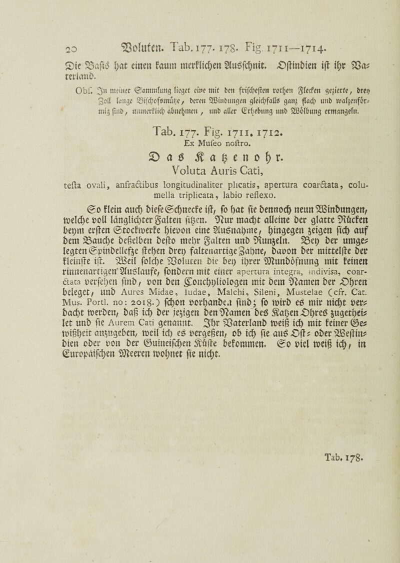 S)tc S3afiüo l;at einen faum nterFltc&en SfaSfcOmt» £>flinbien ijt fyv terlanb. Obi, 3« meiner ©«mmfung lieget eine mit feen frifcbejfen rodest ^fecfext gejierfe, ferei) gelt lange 23ifci;cfemüije , feeren SBtnfeungen gleichfalls ganj flad) unfe tvafjenfcr- mig jmfe, munerfiicb abne^men , unfe aller (Erhebung unfe SSÖblbnng ermangeln. Tab. 177. Fig. 1711.1712. Ex Mufeo noilro. SD <t $ Äafcenofer. Voluta Auris Cati, teda ovali, anfraclibus longitudinaliter plicatis, apertura coar&ata, colu- mella triplicata, labio reflexo. <go Hein and) biefe@d)ttecfe ijf, fo bat fie bennod) neun‘iXBinbungen, n>eld>e t>oU länglid)ter galten ftgen. 91ur mad)t alleine Der glatte Sftücfen beprn erften ©tocftoerfe ^iet>on eine fUuSnabme, hingegen feigen fid) auf bem 25aud)e beweiben beflo mehr galten unb 9Utn$eln. 23ep ber umge? legten @pinbellefte (let)en brep falteuartigegapne, baoon ber mittelffe ber fleinjfe ijt. SHSeil folcbe Voluten bie bep iprer $lunbofnung mit feinen rinnenartigcnfl2luglaufe, fonbern mit einer apertura integra, mdivisa, coar- ftata perfeben finb, pott beit gConcbpliologen mit bem tarnen ber £)brw beleget, unb Aures Midae, Judae, Malchi, Sileni, Mustelae (cfr. Cat. Mus. Porti, no: 2018.) fcbon porbanbcu ftnb; fo mirb eö mir nid)t rer* bad)t merbett, ba§ id) ber (ewigen benannten beS Sval)en £H)reS $ugetbei* let unb fte Aurem Cati genannt. 3br ?Oaterlanb meid id) mit feiner miffyeit an$ngeben, toeil id) e$ pergeßen, ob id) fte an££)jt; ober SBeffitt* bien ober pon ber ®uineifd)en $ü(te befommen» (£0 piel ipeift id), in (guropdifc^en Leeren meinet fte nicht. Tab» 178.