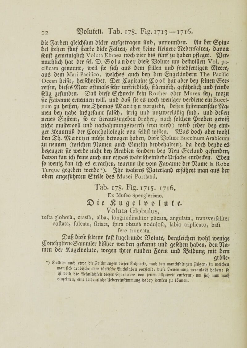 fite garbett gleichfam fiicfer attfgetragen ftnb, ummmtfien. 2ln 5er @pitt^ fiel fiepen fünf flarfe fiicfe galten, aber feine Heinere D?ebenfalten, fiapon fon|i gemeittiglid) Voluta Ebraea nod) Pier btö fünf$u haben pfleget. 83er* mutfilid) hat fier fei. 2). ©olanfier fiiefe Volute um fießtoillen Vol. pa- cificam genannt, meil fte fid) auS fiem füllen nnfi friefifertigett SOleerc, au£ fiem Mari Padfico, meld)e$ auch bep fien (Engelänfiern The Pacific Ocean heißt, herfchreibet. £)er $apitaitte gl 0 0 f fiat aber bep feinen ©eess reifen, fiiefeg^fteer oftmals fef>r unfrieblid), ilümtifd), gefährlich unfifeinfi^ felig gcfunben. 5)aß biefe ©chttecfe fein Rocher ober Murex fep, mogU fte gapanne ernennen null, ttnb baß fte e$ nod) toeniger perbiene ein Bucci- num stt peiften, toie&homaS SOlartptt oorgtebt, fielen fpftematifd)e9la* men bet) nahe inögefamt falfcp, irrig uttb unsuperläßig ftnb, unb beiten neues @p|lem, fo er perauösugeben bropet, nach folcpen groben getrift nicpt mujlerpoll unb nad)apmung^mertp fepn rnirb) mtrfi jeber bet) eint* ger ^enntniß ber g^oncppliologie pon fdbjl mißen. 8£aS bod) aber mopl fien £p. SDlartptt tnüße betrogen haben, biefe SÖolute Buccinum Arabicum §u nennen (melden tarnen aud) ®melin bepbehalten), ba bocp bepbe e$ bezeugen fte merbe nicht bet) Arabien fonbern bep $lcu ©eelanb gefttnfien, fiapon fan id) feine auch nur etmaS maprfd^einlicheUrfache entbeefen. (Eben fo tpenig fan icp es errathen/ marum ipr Pom gapanne ber 9lame la Robe Turque gegeben merbe *). 3hr mapreö 83aterlanfi erfahret man aus fier oben angeführten ©teile fies Musei Portland. Tab. 178. Fig. 1715. 1716. Ex Mufeo Spengleriano. £u e Äugclfiolute. Voluta Globulus, tefta globofa, crasfa, alba, longitudinaliter plicata, angulata, transverfaliter coftata, fulcata, ftriata, fpira obtufa nodulofa, labio triplicato, baü fere truncata. Spaß fiiefe feltene fa|T fugelrunbe 83olute, fiergleichen mofil wenige g>nchplien;@ammler bißfier merfien gefannt unfi gefefien haben, fienSfta* men fier ^ugelpolute, wegen ihrer runfien gorm unfi $3tlfiung mit fiem große* *) Sollten fiud) etwa bie 3oicl)mmgen biefet 0d)necfe, naef) ben mand)falfigen ^uö^n, in toelcfyen man ftef) arabifepe ober taettfepe 55ud)itaben uorfMf, biefe ^Benennung t>eranla§t Ijaben; fo ift bod) bic 2lef)nlid)frit biefer (£f>aractere oon jenen attjumeif entfernt, um fiep nur nadj cinjetnen, eine leibeutlidje Uebemnfhmmung babei) beuten ju fernen.