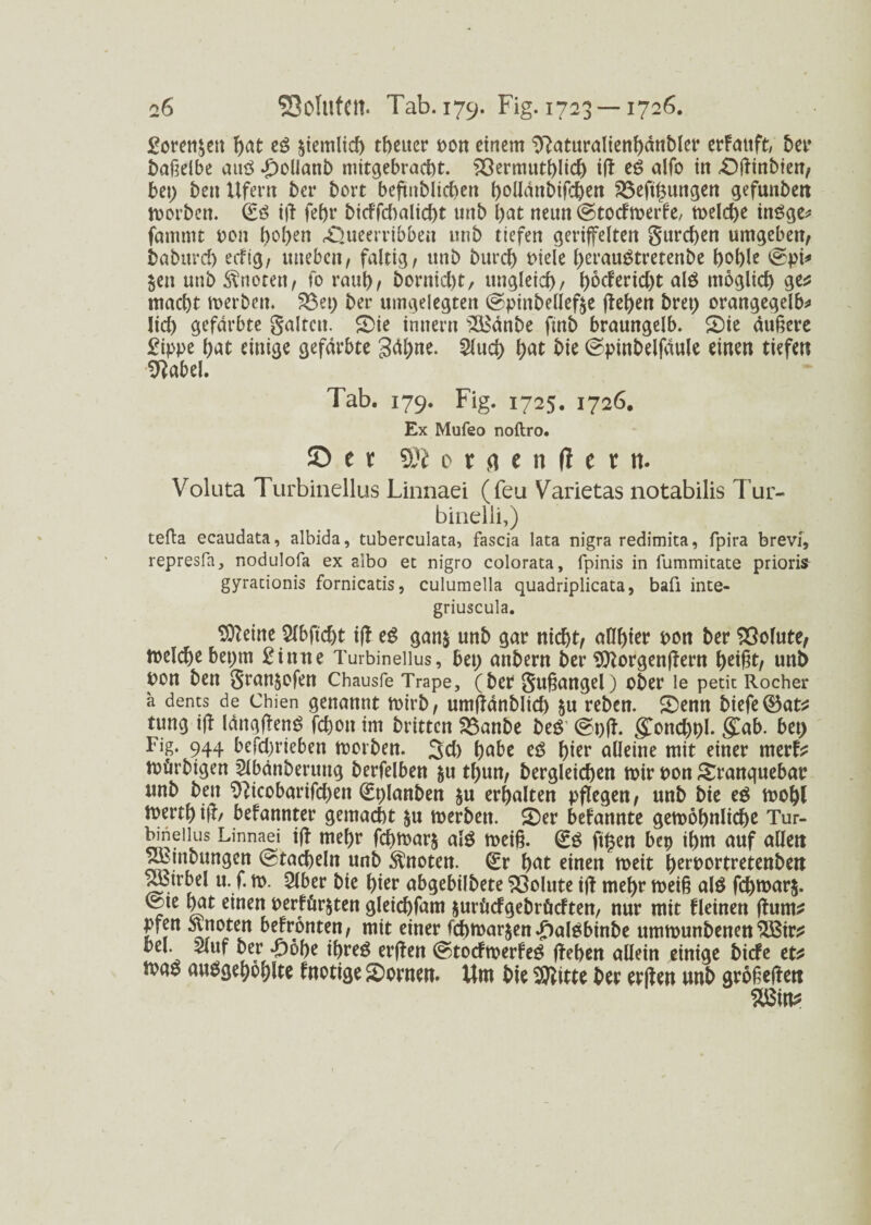 £oren&en hat eö ziemlich theuer pon einem ^laturalienhänbler erlauft, ber bafjelbe auö *£)olianb mitgebracht. ^ßermuthlid) ifl eS alfo in £)flinbien, bei) ben Ufern ber bort beftnblicben hottänbifchen S3efthungen gefunben roorben. (Eö i|l fei)r bicffd)alid)t unb hat neun ©toefmerfe, meld)e inöcje^ fammt pon hoben <Oueerribben unb tiefen geriffelten gureben umgeben, baburd) edtg, uneben, faltig, unb burcl) piele herauStretenbe hohle <&pi* $en unb knoten, fo rauh, bornicht, ungleich, \)khnd)t alö möglich ge* macht merben. 23ei) ber umgelegten ©pinbellefte flehen bret) orangegelb* lid) gefärbte galten, £>ie innern 'iSSänbe ftnb braungelb. 2)ie äußere £ippe hat einige gefärbte gähne. 2lud) hat bie ©pinbelfäule einen tiefen Dlabel. Tab. 179. Fig. 1725. 1726. Ex Mufeo noftro. £> e r 9JI 0 x e n fl c x n. Voluta Turbinellus Linnaei (feu Varietas notabilis Tur- binelli,) tefta ecaudata, albida, tuberculata, fascia lata nigra redimita, fpira brevi, represfa, nodulofa ex aibo et nigro colorata, fpinis in fummitate priorifr gyrationis fornicatis, culumella quadriplicata, bafi inte- griuscula. SOleine 2lbftd)t ifl eg gan& unb gar nicht, aW)ier pon ber Solute, melcbebepm £inrte Turbinellus, bei) anbern ber Sttorgenjlern heißt, unb oon ben gran&ofen Chausfe Trape, (ber gugangel) ober le petit Rocher a dents de Chien genannt wirb, umflänblicb &u reben. SDenn biefe@3at* tung ijl längfleng fchoit im britten 33anbe beg (£t)fl. gTond)t)l. $ab. bet) Fig. 944 betrieben morben. 3d) habe eg hier alleine mit einer merf* mürbigen 5lbänberung berfelben $u thun, bergleichen mir pon £ranquebar unb beit Olicobarifd)ett (Eplanben ju erhalten pflegen, unb bie eg mofyl merth ifl, befannter gemacht $u merben. £)er beirannte gemöhnlicbe Tur- Wneiius Linnaei ifl mehr febmarj a»g meif?. (Eg ft£en bep ihm auf allen T&mbungett ©tacheln unb knoten. (Er hat einen meit berwrtretettben Rßirbel u. f. m. Qlber bie hier abgebilbete Sßolute ifl mehr mei§ alg febmarj. ©te hat einen perförjten gleichfam $urödgebrücften, nur mit kleinen flum* fr Fronten, mit einer fcbmar&en .£>algbinbe ummunbenen SBir* bei. 2luf ber T)öf)e it>reö erflen ©toefmerfeg flehen allein einige biefe et* map au$gef)öhlte fnotige Bornen. Um bie Glitte ber erflen unb grofeflen ?b$in*