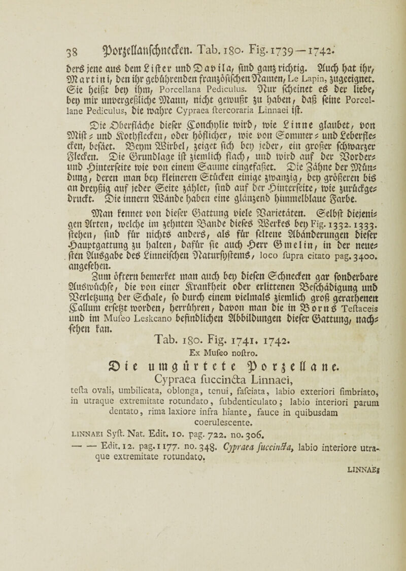 berg jene au$ bem 2i ß e r unb S a i> 11 a, ftrtb gartj richtig. Sind) fyat tf)r, SOlartitti, ben ihr gektbrenbenfratt&öftfcben Stauten, Le Lapin, ^geeignet, (gie htißt bet) ihm, Porceiiana pedicuius. Stur fcheinet e$ bet’ liebe, bet) mir unvergeßliche Sftanu, nicf>t gemußt $u labert, baß feine Porcei- lane Pedicuius, bie mal)l’C Cypraea ftercoraria Linnaei iß. Sie Oberfläche biefer gCond)t)lie mirb, mie £tnne glaubet, t>ott $Jliß* unb ^othfleefen, ober höflicher, tote von (Sommer* unb£eberfle* den, befäet. 35et)nt Wirbel, geiget ftd) bet) jeder, ein großer fchmar$er Sieden. Sie 0rwtblage iß Ziemlich flacf), unb mirb auf ber Vorher* unb £interfeite mie von einem (Saume eingefaßet. Sie gähne ber Sftän* bung, beren man bet) Heineren (Stt'iden einige $n>an$ig, bet) größeren bi£ anbret)ßig auf jeder ©eite $dl)let, find auf ber hinter feite, mie juröefge^ bntdt. Sie innern 2£änbc haben eine glän&enb himmelblaue Sarbe. Sftan fennet von biefer Gattung viele Varietäten. (Selbß bieient* gen Sitten, melcl>e im zehnten Vanbe biefeg SEetdeS bet> Fig. 1332-1333. flehen, ftnb für nichts anberö, als fßr feltene Slbänberttngen biefer <£>auptgattung $tt halten, bafür fte auch *£>err 0melin, in ber neue* . ßen SlttSgabe beS £inneifd)en SßaturfvßemS, loco fupra citato pag. 3400. attgefehen. Sunt oftern bemerket man audj bet) biefen (Schtteden gar fonberbare SluSmüchfe, bie von einer $ranH)eit ober erlittenen Vefchäbigung unb Verlegung ber (Sd>ale, fo burch einem vielmals jiemlid) groß gerathenett <£allum erfefjt morben, herrühren, bavott man bie in Vorn S Teftaceis unb im Mufeo Leskcano befindlichen Slbbilbungen biefer 0attuttg, nach* fehen fan. Tab. igo. Fig. 1741* 1742. Ex Mufeo noftro. Sie u tu ö « r t e t e *p 0 r $ e ü a tt e. Cypraea fuccinda Linnaei, tefta ovali, urabilicata, oblonga, tenui, fafeiata, labio exteriori fimbriato, in utraque extremitate rotundato, fubdenticulato; labio interiori parum dentato, rima laxiore infra biante, fauce in quibusdam coerulescente. linnaei Sylt. Nat. Edit. io. pag. 722. no. 306. -Edit. 12. pag. 1177. no. 348. Cypraea fuccin&a, labio interiore utra-. que extremitate rotundato. LINNAEI