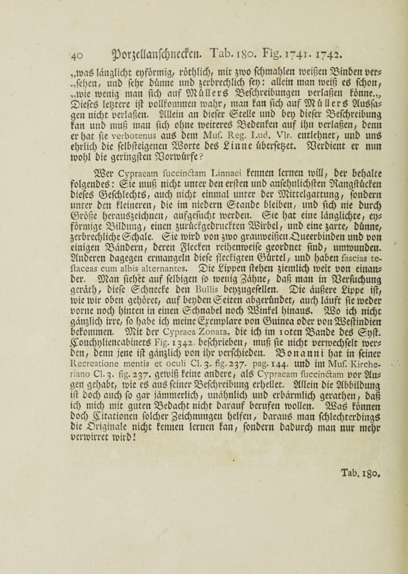 „ma£ ldttglid)t epformig, rötblid), mit smo fd)ma!)len meißen $3inben per* .,feben, unb febr bünne unb §erbrecf>lieh fep: allein man rneiß eö fcbon, „mie menig man fiel) auf Ställe rö 35efd)reibungen verlaßen fonne.,, S)iefeö letztere iß pollfommen mäht, man fan ftd) auf Böller $ 2(uSfa* gen nic&t perlaßen. SKIein an liefet ©teile unb bet; biefet $3efd)reibung fan unb muß mau ftd) cl)tte mettereS £$ebenfeu auf ihn verlaßen, bemt erbat fie verbotenus au$ bem Maf. Reg. Lud. vir. entlehnet, unb utt£ eßrlid) bie felbßeigenen Söorte be$ £intte überfef$et. Söerbtent et nun tpoßl bie geringßen 23ormftrfe? £Bet Cypraeam fuccin&am Linnaei fenttCtt lernen Ipill, bet beßalte folgenbeS: ©ie muß nicht untet* ben erßen unb anfebnlid)ßen Sttangßöcfen biefcö ©efd)led)tö, aud) ttid)t einmal unter bet $ttittelgattung, fonbertt untet ben Heineren/ bie im niebern ©taube bleiben, unb ftd) nie burd) ©roße herauS&eichneu, aufgefud)t metbett. ©ie f;at eine Idngltd^te / ep* förmige £3ilbttng, einen suröefgebrueften Wirbel/ unb eine satte, bfcnne, jerbrechlicbe ©chale. ©ie rnirb Pott $mo grawoeißeu«Oueerbinbett unb pon einigen Zaubern / bereu Sieden reibenmeife geotbnet ftnb, utmounbeu* Slttberen bagegen ermangeln biefe flecfigten ©tirtel, uttb buben fascias te- ltaceas cum albis alternantes. Oie £ippen ßel)ett Siemlid) tt)ett POtt einatt* ber. SOfan fielet auf felbigett fo menig 3df>tte, baß man in £}erfuchung gerat!), biefe ©d)necfe bett Buiiis bepsugefellcn. Oie äußere £ippe iß, mie mir oben gebotet, auf bepben ©eiten abgetönbet, auch lauft fie meber portte nod) butten in einen ©cbnabel nod) %öinfel hinaus. ich nicht gdnslid) irre, fo habe id) meine ©yemplare pon ©uinea ober pon SBeßinbien bekommen. Sftit ber Cypraea Zonata, bie icb im ioten S5anbe beS ©pß. ffonchpliencabinetS Fig. 1342. betrieben, muß fie nid)t permed)felt roer* ben, beim jene iß gdnslid) Pon il)t oerfebiebett. 23onanni l)ut in feinet Recreatione mentis et oculi CI. 3. fig. 237. pag. 144. unb im Muf. Kirche- liano CI. 3. fig. 237. getPiß feilte anbere, alS Cypraeam fuccin&am per 3lu* gen gehabt, toie es aitS feiner ^efebreibung erhellet. SUlcitt bie Slbbilbuttg iß bod) auch fo gar jämmerlich, undbnlid) unb erbärmlich geraden, baß id) mid) mit guten gebucht nicht barauf berufen toollett. ISSaS fonnen bod) ffitationett folcher geichnungen helfen, barauf man fcbled)terbittgS bie «Originale nicht fennett lernen fan, fonbern baburd; man nut rnebt oermirret totrb! Tab. igo#