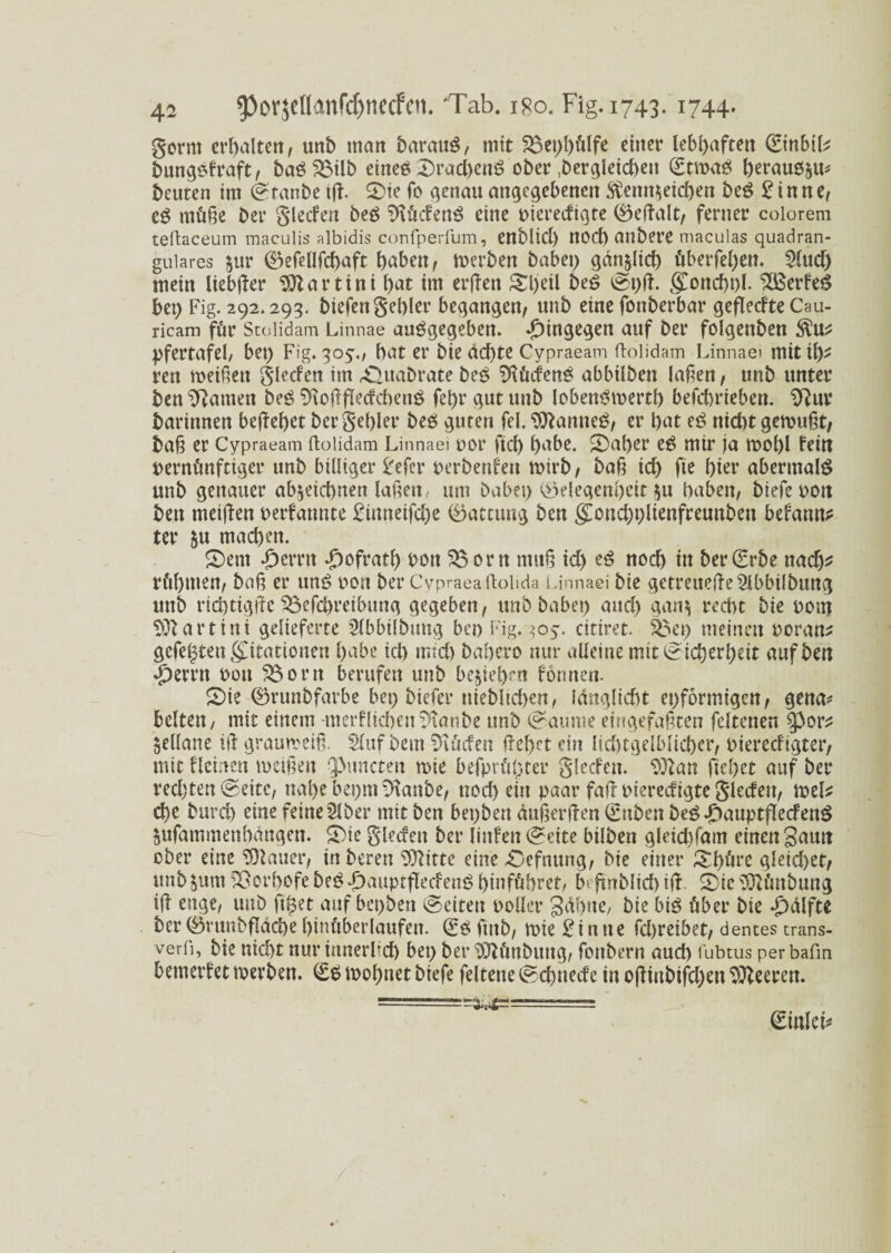 gornt erhalten, unb tnart barattS, mtt 5Bet)l)ülfe einer lebhaften (Etnbil? bungsfraft, baS$5ilb eines ©rad)enS ober dergleichen (EtmaS betaust beuten im (gtanbe tß. ©ie fc genau angegebenen $emt$eid)en beS £inne, es rnüße ber glecfen beS TßücfenS eine viereefigte Geßalt, ferner colorem teßaceum maculis albidis confperfum, enblid) UOd) anbere maculas quadran¬ guläres $ur ©eßllfcbaft haben, tverben habet) Qdtyltcb überfeben. 2lttd) mein liebßer Martini bat im erßen ©l)eil beS (gt)ß. gmnd)t)F $BerfeS bet) Fig. 292.293. biefen gebier begangen, unb eine fonberbar geßecfte Cau- ricam für Stolidam Linnae auSgegeben. hingegen auf Der folgenben $u? pfertafel, bet) Fig» 305'., bat er bie dd)te Cypraeam ftoüdam Linnaei mit ih¬ ren meiftett glecfen int ©Utabrate beS Südens abbilbett laßen, unb unter ben tarnen beS 91oßßecfcbetiS fet)r gut unb lobenSmertl) befct>rteben. $ßur darinnen beßebet ber gebier beS guten fei. Cannes, er bat eS nid)t gemußt; baß er Cypraeam ftolidam Linnaei vor fiel) habe. ©aber eS mir ja mobl fettt vernünftiger unb billiger l'efcr verbeißen mirb; baß id) fte hier abermals unb genauer ab^etebnen laßen, um habet) Gelegenheit $u haben, biefe vott ben rnetßen verfaunte £imtetfd)e Gattung ben gond)t)lienfreuttben befand? ter &u machen. ©ent £errn Refrath t>on SBorn ntitß id) eS noch in ber (Erbe ttadj? rühmen, baß er uns von ber Cvpraeaßolida Linnaei bie getreueße s2lbbilbimg unb rid)tigßc $5efd)retbung gegeben, unb habet) and) qan$ recht bie vom Martini gelieferte Slbbilbung bet) Fig. ^05. citiret. SBet) meinen voran? gefegten Imitationen f>abe id) tntd) babero nur alleine mit (gicberbett auf ben £errn von 2$orn berufen unb beziehen fönnen. ©ie Grunbfarbe bet) biefer niebltd>en, ldnglid)t et)formigen, gena* beiten, mit einem merflicben^tanbe unb (gaume eingefaßten fcltcnen $3or? Sellane iß graumeiß. Slitf beut Brüden ßebet ein lid)tgelbücber, vieredigter, mit flemen maßen Qßuncteit mie befprühter glecfen. sfflan fielet auf ber red) ten (g eite, nabe bet)ttt -Kanbe, ttod) eitt paar faß viereefigte glecfen, mel? che bttrd) eine feineSlber mit ben bepben dußerßen (Enben beS ©muptflecfenS Sufammettbangen. ©ie glecfen ber linfen (gette bilben glddtfam einen gautt ober eine flauer, tnberen 9ftitte eine ©efnung, bie einer ©hüte gleid)et, unb &utn SSorbofe beSd)auptflecfenS binführet, b; ßnblid) iß ©tc ^üttbung iß enge, unb ft^et auf bepbett (gelten voller gähne, bie bis über bie *£)dlfte berGntnbßldcbebtnüberlaufen. (ESftttb, mie£itttte fd)reibet, dences crans- verfi, bie nid)t nur ittnerlid) bet) ber hftünbuttg, fottbern auch fubtus per baßn bemerfet merben. (ES mof)net biefe feltette igcbuecfe in oßtttbifd)en Leeren. £mlet*