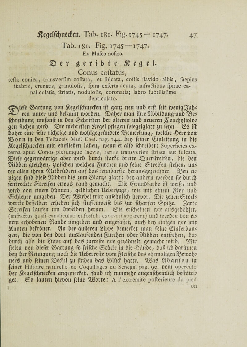 I 47 Äeaeffcfynecfen. Tab. 181. Fig. 1745— 1747. Tab. 181. Fig. 1745 —1747. Ex Mufeo noftro. ©er 9 c r i b f c 5? e g e l. Conus coflatus, tefta conica, transverfim coftata, ec fulcata, coffcis flavido - albis, faepius fcabris, crenatis, granulofis, fpira exferta acuca, anfractibus fpirae ca- naliculatis, ftriatis, nodulofis, coronatis; labro fubtilisüme denticulato. ^^tefc (Battmtg pon $egelfd)neden ijf gau$ neu unb erff feit wenig Sah* ren unter unß begannt worben. £>aher man ihre SHbbiibungmnb fchreibung umfonft in ben Schriften ber alteren unb neueren gConchpliolo* gen fuct>en wirb. 2)ie mehreren Siegel pflegen fpiegelglatt &u fepn. Eß ift bal)er eine fet)r richtige unb wohlgegrftnbete 23emerfrmg, welche .£)errPott &orn itt ben Teltaceis Muf. Caef. pag. 144. bet) feiner Einleitung in bie üft!egelfd)ueden mit entfließen laßen, wenn eralfo fcßretbet: Superficies ex¬ terna apud Conos pleruraque laevis, rarius transverfim ftriata auc fulcata. £)iefe gegenwärtige aber wirb burd) jiarfe breite £luerftreifen, bie ben Hibben gleichen, $wifd>en wdd>en gurümt unb feine Streifen fiel)en, un* ter allen ißren $Ritbrftbern auf baß fennbarfte heraußge$eid)net. £3et) eit ntgett ftnb biefe Hibben biß $um0lan$e glatt; bet) anbern werben fie burd) fenfrechte (Streifen etwaß raub gemacht, 0nmbfarbe iff weiß, unb Wirb pon einem binnen, gelblkhen Üebet^uge, wte mit einem gier unb Schleper umgeben. £>er Wirbel tritt anfeßnlid) l)erpor. £)ie $et)en iBtccb werde beßelbctt erbeben ftd) (fuffenweife biß $ur fcharfcn (Spi^e. garte (Streifen laufen um bkfelben herum. (Sie erfcbeincn wie anßgehohlet, (anfradhis quafi canaliculati etfosfula excavati apparent) Ullb Werben POU ti' nem erhobenen Staube umgeben unb eingefaßet, aud) bet) einigen wie mit Sluoten befronet. 2ln ber äußeren £ippe bemerket man feine Einferbun* gen, bie pon ben bort außlaufenben gurd)en ober Hibben entfreßen, ba* burd) alfo bie £ippe auf baß ^arteffe wie ge^ahnelt gemacht wirb. Sfttc fielen pon biefer Gattung fo frtfd)e (Stöde in bie d)dnbe, baß ichbartnneu bet) ber Reinigung nod) bie Ueberreffe pomgleifcf)e beß ehemaligen ^3ewoh- nerß unb feinen SDedel 511 futben baß 0lftd hatte. 2Saß 5lbanfon in feiner Hiftoire naturelle de Coquillages du Senegal pag. 90. POltt operculo ber Slegelfcßnecfen angemerfet, faub ich nunmehr augenfchetnltd) bef^dtti^ get. (So lauten hirbOU feine iSSorte: A l’extremite pofterieure du pied Oll