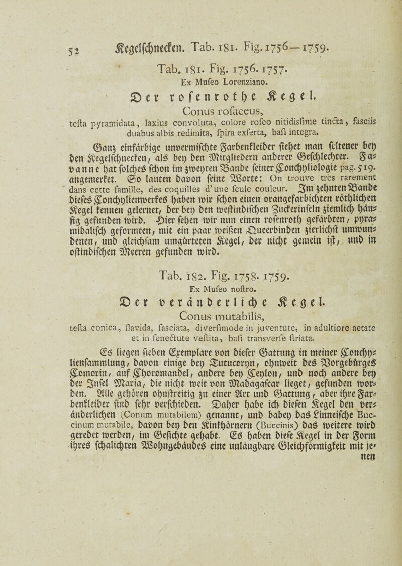 Tab. 181. Fig. 1756.1757. Ex Mufeo Lorenziano. SDcv rofenrotl/c $ e 3 e 1. Conus rofaceus, tefta pyramidata, laxius convoluta, colore rofeo nitidisfime tindla, fasciis duabus albis redimita, fpira exferta, bafi integra* ©an$ einfarbige unpermifebte garbenfleiber fielet matt feltener bet; ben $egelfd)ttecfen, alg bet) ben ^ftttgliebern anberer ®efcbled)ter. ga^ t> a n tt e bat folcf>eö febott im §met)ten S3anbe feiner gmnd)t)liologie pag.519. angemerfet. @0 lauten bapon feine 2ßorte: On trouve tres rarement dans cette famille, des coquilles d’une feule couleur. 3m ^e^tttenfÖanbe biefeg gConcbblienmerfeö haben mir febon einen orangefarbid)tett rotbltcbett Siegel femtett gelerttet, ber bet) ben meftittbifeben gucferinfeln $iemlid) hält* fig gefunben mirb. £ier fel)en mir nun einen rofenrotb gefärbten/ pt)ra* mtbaltfd) geformten/ mit ein paar meinen «Oueerbtnben ^ierlicbft ummutt* betten, unb gleicbfatn umgürteten $egel, ber nicht gemein ifi, ttttb in ofiittbifcben Leeren gefunben mirb. Tab. 182. Fig. 1758. 1759- Ex Mufeo noftro. JD c r v>crdnberMd>e Ä e o e l. Conus mutabilis, tefta conica, flavida, fasciata, diverfimode in juventute, in adaltiore aetate et in fenectute veftita, bafi transverfe ftriata. liegen fteben ßrpemplare pon btefer ®attuttg in meiner gmnd)t)* lienfammlung/ bapott einige bet) Sutucorpn, obnmeit beö S3orgebürge$ gComoritt, auf gTf)ovoman5el, anbere bet) gTeplmt, unb ttod) anbere bet; ber 3nfel 9ftaria, bie nicht meitpon ^abagafear lieget, gefunben mor* ben. SHUe geboren obnftrettig $tt einer 2lrt unb Gattung, aber il)re gar* benHcibcr fittb febr perfd)ieben. £>aber habe id) biefen $egel ben per* änberltcben (Conum mutabiiem) genannt, unb habet) ba£ £inneifd)e Buc- cinum mutabile, bapon bet) ben ^infbornertt (Buccinis) baö meitere mirb gerebet merben, im ®efid)te gehabt. (£ö haben biefe $egel in ber gorttt ibreö fcbalicbten 2ßol)ngebaubeö eine unleugbare 0leichfbrmigfeit mit je*