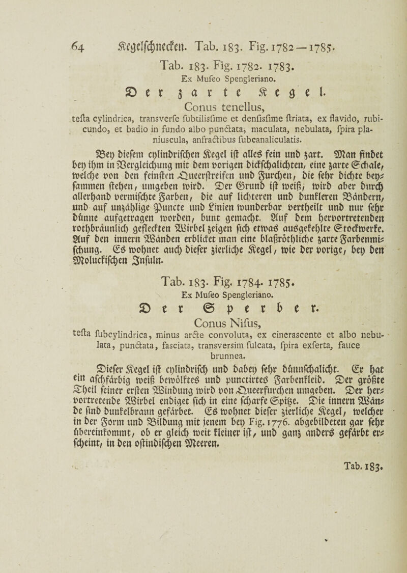 Tab. 183- Fig. 1782. 1783« Ex Mufeo Spengleriano. S t r javtc ft e g e I. Conus tenellus, tefla cylindrica, transverfe fubtilisfime ec denfisfime ftriata, ex flavido, rubi- cundo, et badio in fundo albo pundata, maculata, nebulata, fpira pla- niuscula, anfradibus fubcanaliculatis. S3et; tiefem cplittbrifdjen $egel iß alles feilt unb $art. 9ttan jtnbet bet; if)m in Vergleichung mit bem vorigen bicffchnlichten, eine &arte ©cbale, lt>elcf>e bon ben feinßen ^ueerßreifen unb gurchen, Die febr bichte bet>* farnmen flehen, umgeben mirt. 3)er (£5runb iß meiß, rnirb ober burcf) allerhanb bermifchte garbett, Die auf lichteren unb bunfleren Vdnbent, unb auf unzählige ^3uncte unb Linien munberbar bertheilt unb nur fef)r bfmne aufgetragen morben, bunt gemacht. 2luf bem hetbortretenben rothbräunlich geflecften Wirbel feigen ftch etmaS auögefehlte ©roefmerfe. 5luf ben innern ^ödnben erblicfet man eine blaßröthlicße ^arte garbenmi* fchung. €S mohnet auch btefer Verliehe $egel, rote Der borige, bet; ben ^ßolucfifchen Tab. 183- Fig« 1784- 1785* Ex Mufeo Spengleriano. ©er @ p e r b e r. Conus Nifus, tefta fubcylindrica, minus arde convoluta, ex cinerascente et albo nebu¬ lata, pundata, fasciata, transversim fulcata, fpira exferta, fauce brunnea. tiefer $egel iß ct;linbrifch unb habet; fef>r bßmtfchalicht. (£t h<*t nfchfdrbig meiß bemößteS unb punctirteö garbenfleib. £)er größte Steil feiner erßen SBinbung mirb bott <£}ueerfurchen umgeben. 2)er fyevt bortretenbe Wirbel enbiget ftch in eine fcharfe ©pi£e. £)ie innern 5£dn* be finb buttfelbramt gefdrbet. ©Stbohnet biefer zierliche $egel, welcher in ber gorm unb Vilbung mit jenem bet; Fig. 1776. abgebilbeten gar fe^r fibereinfommt, üb er gleich meit fleiner iß/ uttb gatt& anberS gefdrbt er* fd;eint/ in ben oßinbifchen leerem