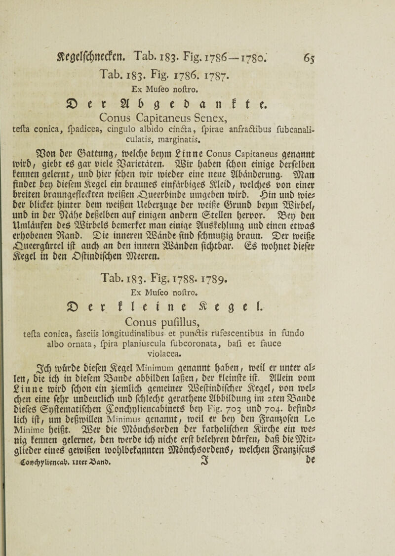 Tab. 183. Fig. 1786. 1787. Ex Mufeo noftro. ©er Stbgebanfte. Conus Capitaneus Senex, tefta conica, fpadicea, cingulo albido cindla, fpirae anfradtibus fubcanali- culacis, marginatis. Von bei? ®attmtg, tDelcf)e bet>rtt £itttte Conus Capitaneus genOttttt mirb, giebt eg gar t)tele Varietäten. 2Bir ()aben fclmn einige betreiben lernten gelernt, unb l)ier fehen mir mieber eine neue 2lbdnberung. 9ftatt futbetbet) biefemftegel ein brauneg einfarbige^ Stleib, melcheg t)on einer breiten braungeflecften meinen £>ueerbinbe umgeben mirb. *£)in unb mie* ber bliebet hinter bem meinen Ueber^uge ber meiße ®runb bepm SÖSirbel, mtb in ber $M)e beweiben auf einigen anbern ©teilen bertrnr. 23et) ben Umldufen beg $Birbelg bemerfet man einige 2luglef)lung unb einen etmag erhobenen $ianb. £>ie inneren $ßdnbe ftnb fchmugig braun. SDer meiße .Queergürtel ifi auch tm ben innern i^Banben fichtbar. €$ mohnet btefer $egel in ben «Oßtnbifchen Leeren. Tab. 183. Fig. 1788- 1789- Ex Mufeo noftro. ©er Meine $egel. Conus pufillus, tefta conica, fasciis longitudinalibus et pundtis rufescentibus in fundo albo ornata, fpira planiuscula fubcoronata, bafi et fauce violacea. 3ch mürbe biefen $egel Minimum genannt hoben \ »eil er unter ab len; bie ich in biefem Vanbe abbilben laßen, ber fleinfte ifl. SUJein t>om 2inne mirb fchon ein ziemlich gemeiner SBejTmbifcber $egel, ron meb d>en eine fehr unbeutlich unb fehlest gerathene Slbbilbung im 2ten Vanbe biefeg ©hßematifchen §>ncht)liencabinetg bei) Fig. 703 unb 704» beftnb* lieh iß, um beßmtllen Minimus genannt, meil er bet) ben gran$ofen Le Minime heißt. 2Ber bie SQtoncbSorben ber fatholifchen Kirche ein me* ttig fennen gelernet, ben merbe ich nicht erß belehren bürfen, baß bie9)lit* glieber eineg gemißen mohlbelamiten $tt6ncb$orbeng/ welchen granjifcuS