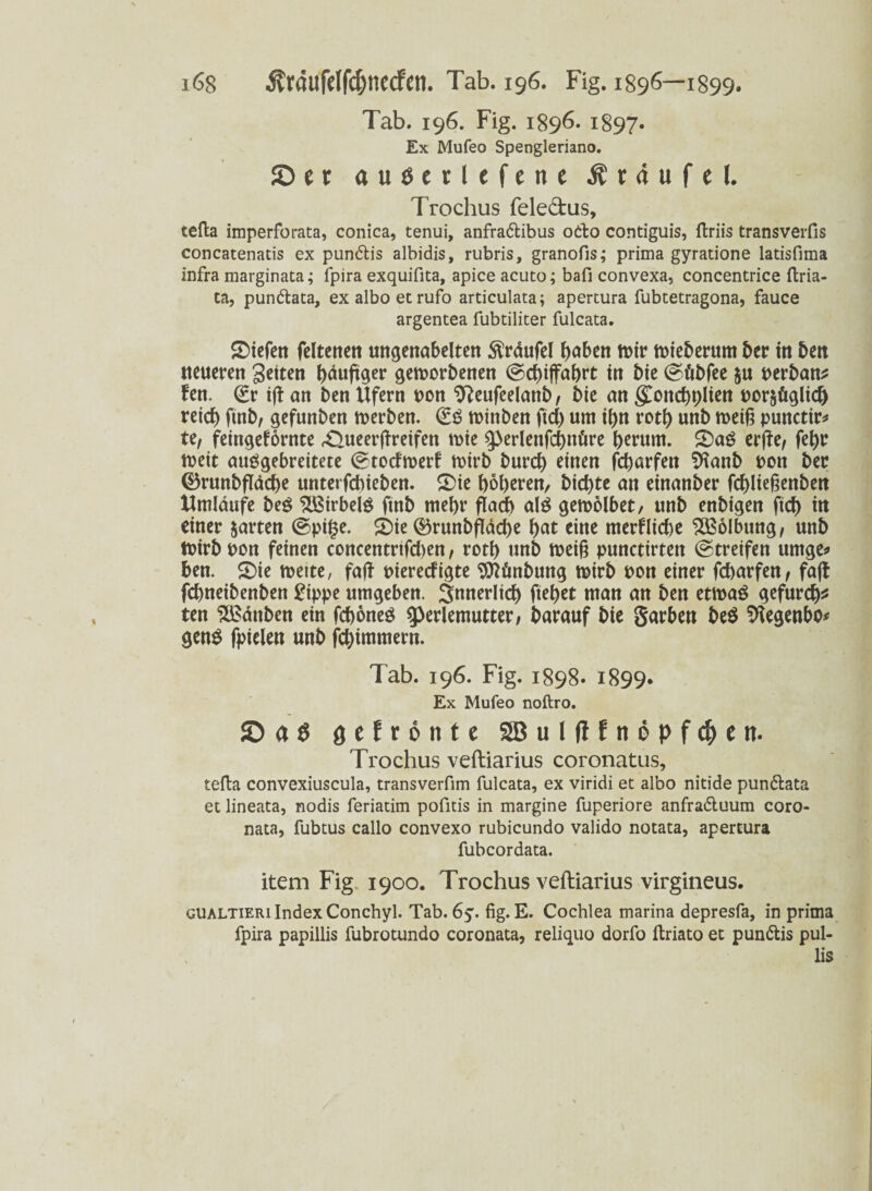 Tab. 196. Fig. 1896. 1897. Ex Mufeo Spengleriano. JD e r auöetlefene Ä r 4 u f e l. Trochus fele&us, tefta imperforata, conica, tenui, anfra&ibus o&o contiguis, ftriis transverfis concatenatis ex pun&is albidis, rubris, granofis; prima gyratione latisfima infra marginata; fpira exquifita, apice acuto; bafi convexa, concentrice ftria- ta, pun&ata, exalboetrufo articulata; apertura fubtetragona, fauce argentea fubtiliter fulcata. liefen feltettett ungenabelten Sfräufel ()abcn wir Wieberum ber in 5m «eueren Seiten läufiger geworbenen ©ebiffabrt in bie ©übfee Perban* Un. ©r ift an ben Ufern pon 9?eufeelanb, bie an {£oncbt)lien por&üglid) reich ftnb, gefunben werben. ©£ winben ftcb um ib« rotb unb weif? punctir* U, feingefornte £Uteerjtreifen wie ^perlenfcbttüre berum. £)a£ erfte, fetyr weit auögebreitete ©totfwerf wirb burd) einen febarfen SHanb pon ber 0runbfläcbe unterfebieben. 2>ie höheren, biebte an einanber febiiegenben Umlaufe beg $Birbel$ ftnb mehr flach als gewölbet, unb enbtgen ftd) itt einer garten ©pige. 2)ie ©runbfläcbe bat eine merkliche Wölbung, unb Wirb pon feinen concentrtfd)en, rotb unb weif? punctirtett ©treifen umge* ben. $Die weite, faft piereefigte Sftünbung wirb pon einer febarfen, faft febneibenben £ippe umgeben. Snnerltd) ftebet man an ben etwaö gefurdj* ten SBättben ein feböneg 9>erlemutter, barauf bie garben be$ Regenbö* geu$ fpielen unb febimmern. Tab. 196. Fig. 1898. 1899. Ex Mufeo noftro. © a S gefrönte 2Bulflfnöpf4>en. Trochus veftiarius coronatus, tefta convexiuscula, transverfim fulcata, ex viridi et albo nitide pun&ata et lineata, nodis feriatim pofitis in margine fuperiore anfra&uum coro- nata, fubtus callo convexo rubicundo valido notata, apertura fubcordata. item Fig. 1900. Trochus veftiarius virgineus. gualtieri Index Conchyl. Tab. 6y. fig. E. Cochlea marina depresfa, in prima fpira papillis fubrotundo coronata, reliquo dorfo ftriato et pun&is pul- lis