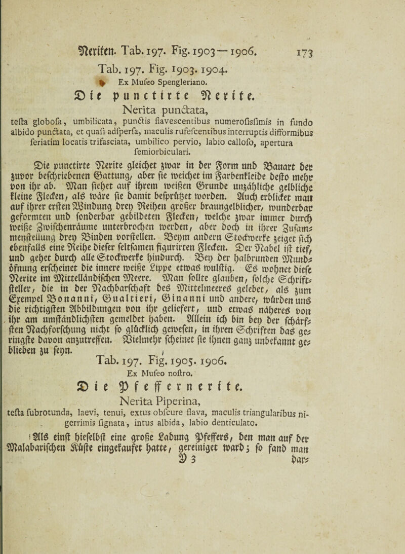 V t Tab. 197. Fig. 1903.1904. % Ex Mufeo Spengleriano. © t e punctirte Zenite. Nerita punctata, tefta globofa, umbilicata, pundtis fiavescendbus numerofisfimis in fundo albido punctata, et quafi adfperfa, maculis rufefcentibus interruptis difformibus feriatim locatis trifasciata, umbilico pervio, labio callofo, apertura femiorbiculari. £)te panctirte Sfterite gleichet &mar in 5er gorrn unb Bauart ber Juror befcbnebenen Gattung, aber fte meid)et tm garbenflcibe befto mehr Pon ibr ab. 9ftan fielet auf ihrem meinen ®runbe «njid^ltc^e gelbliche kleine Slecfea, als mare fte baniit befprüget toorben. $fucb erblicfet man auf ihrer crftett 2$inbung bret) Reiben großer braungelblid)er, tmtnberbar geformten unb fonberbar gebilbeten gleden, toelcbe jmar immer burd) mciße gtoifcbenraume unterbrochen toerben, aber bod) tu ihrer gufam^ menfteUung bret) $3inben porjteüen. £$et)m anbern ©tocftoerfe jeiget ßdj ebenfalls eine 9tetj)e btefer feltfamen ftgurirten Slecfen^ 5)er ‘bfabel iff tief, unb gebet burcb alle ©todtoerfe btnburcb- fdet) ber bulbrunten 9ttunb* bfnung erfcbetnet bie innere meiße £tppe etmaS mulßig. & mobnet biefc Sfterite tm 9ttittelldnbifd)en $fteere. SOtan follte glauben, foldje (£d)i'ift* ftetlev, bie in ber 9?acbbarfd)aft beS Sttittelmeereö gelebct, als $um €yempel 23onanni, ©ualtieri, ©inanni unb anbere, mürben mtS bie richtigen Stbbilbungeu pon ibr geliefert, uttb etmaS ndbereS pon , tl>r am um(fdnblid)ßen gemelbet haben. Allein id) bin bet) ber fd)drf? (fen ^ad)forfd>ung nicht fo glüdlid) gemefett, in ihren @cf>riftea baS gc* rittgße bapon anjutreffen. Vielmehr fdjetnet fte ihnen ganj unbefannt ge* blieben ju fepn. , Tab. 197. Fig. 1905.1906* Ex Mufeo noftro. J) i e $Pfeffernertt<. Nerita Piperina, tefta fubrotunda, laevi, tenui, extus obfcure flava, maculis triangularibus ni- gerriinis flgnata, intus albida, labio denticulato. etnff biefelbß eine große Labung ^PfefferS, ben man auf ber SKalabarifcben $ü|Je etngefaufet fatte, gereiniget marb; fo fanb man 2> 3 tw;