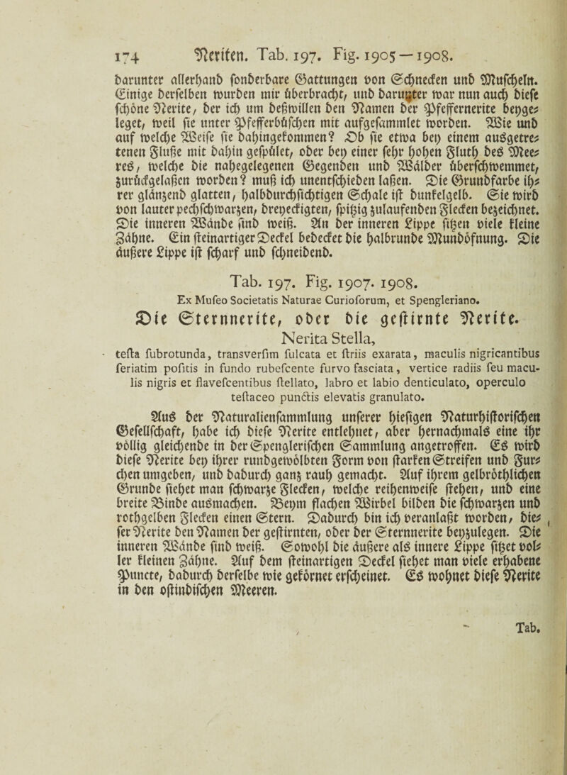 darunter allerbattb fonbcrbarc (Gattungen oon ©dmecfen uttb tOTufcf>eItt. (Einige betreiben mürben mir überbrad)t, unb bängter mar nun auch biefe fcbone Sfterite, ber id) utn beßmillen ben tarnen ber $>feffernerite bepge* leget, meil fte unter g>fefferb£tfd)en mit aufgefammlet morben. 2Bie unb auf meld)e $3etfe fte babingefommen? £)b fte etma bet) einem auSgetre* tenen glitte mit bal)in gefpölet, ober bet) einer febr fyotym glutb beg 9)fee* re£, melcbe bie nabegelegenen ®egenben unb SBdlber überfcbmemmet, $urücfgelaßen morben? muß id) unentfcbieben laßen, £)ie 0runbfarbe if)t rer gldn^enb glatten, f>aH>burct>ftcbtigen @d)ale iff bunfelgelb. (feie mirb t>ott lauter ped)fd)mar§en, brepedigten, fpifcig $ulaufenben glecfen bezeichnet. SDie inneren SBdnbe ftnb meiß. 2(n ber inneren £ippe ftgen oiele Heine Sahne. (Ein fteinartiger ®ccfel bebedet bie balbrunbe Sttunbbfttung. £>ie dußere £ippe iß fcbarf unb fd)neibenb. Tab. 197. Fig. 1907. 1908. Ex Mufeo Societatis Naturae Curioforum, et Spengleriano. 5)te ©tmuurite, ober bie gefmnte ‘jfterite. Nerita Stella, • tefta fubrotunda, transverfim fulcata et ftriis exarata, maculis nigricantibus feriatim pofitis in fundo rubefeente furvo fasciata, vertice radiis feu macu¬ lis nigris et flavefeentibus ftellato, labro et labio denticulato, operculo teftaceo pun&is elevatis granulato. $lu$ ber Sftaturalienfammlung unferer J)teftcjett 9?aturbifforifdjen ®efellfcbaft, ßabe id) biefe Sfterite entlehnet, aber ()ernac^>malö eine ihr oollig gleid)enbe in ber(gpenglerifd)en ©ammlung angetroffen. (E$ mirb biefe Sfterite bet) ihrer ruttbgemolbten gorm oon ffarfen@treifen unb gur* d)en umgeben, unb baburd) ganz raub gemad)t. SCuf ihrem gelbrotblicben 0runbe ftebet man fd>mar^e gleden, meld)e reibenmeife ff eben, unb eine breite 2$inbe aitörnacben. SSepm flachen Wirbel bilben bie febmarzen unb rotbgelben glecfen einen @tertt. SDaburd) bin ich veranlaßt morben, bie* fer erite ben tarnen ber gefiirttten, ober ber ©ternnerite bepzulegen. S)ie inneren $£dnbe ftnb meiß. (gomobl bie dußere als innere £ippe ft£et t>ol* ler flehten gdbnc- 2luf bem ffeinartigen 2)edel ftebet man oiele erhabene Erntete, baburd) berfelbe mie gefornet erfd)eittet. (ES mobnet biefe ttferite in ben offinbifeben Leeren.