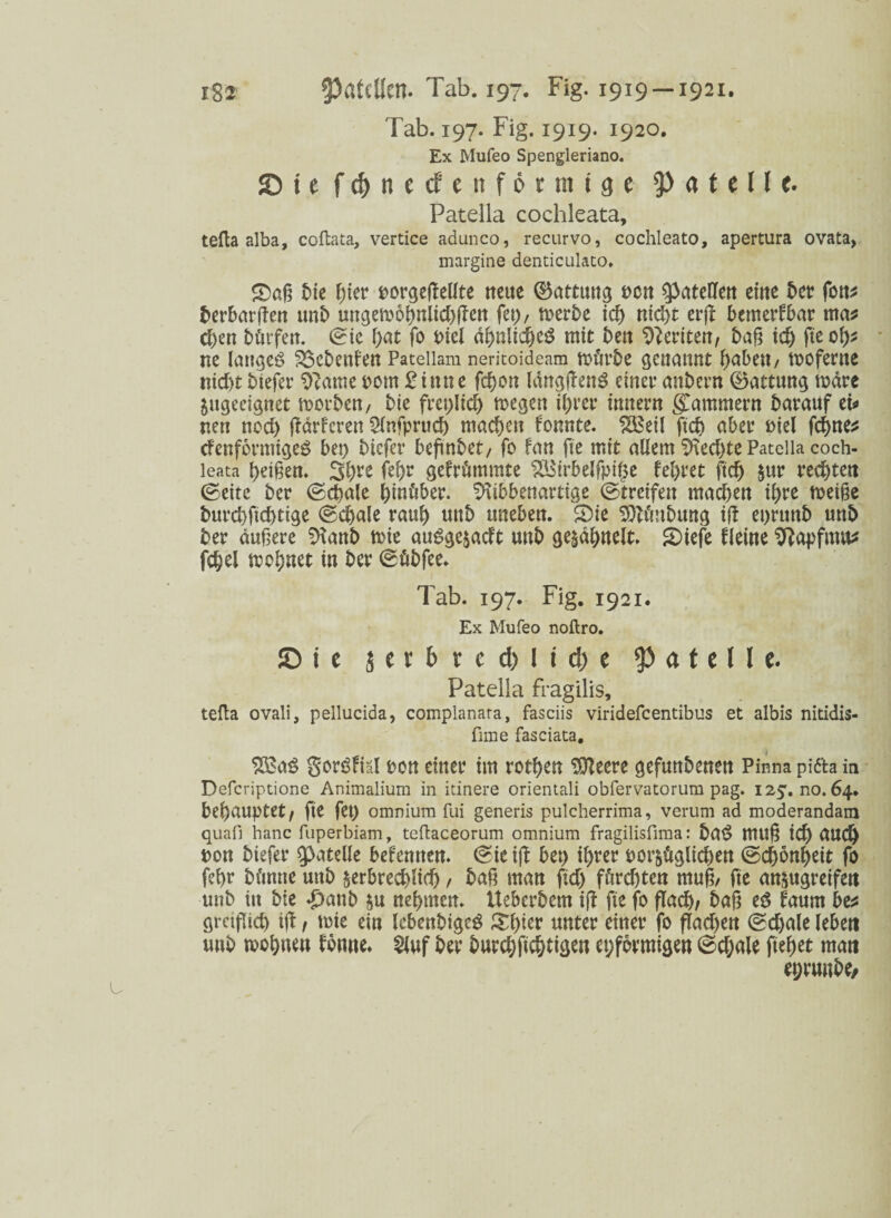 Tab. 197. Fig. 1919. 1920. Ex Mufeo Spengleriano. ©ie fd/necfenförmtge 5>atellt. Patella cochleata, tefta alba, coftata, vertice adunco, recurvo, cochleato, apertura ovata, margine denticulato. £)aß bie hier rorgeftellte neue (Gattung neu eine bet fotu berbarften unb ungemohnlkbffen fet), rnerbe ich titelt erjl bemerkbar ma* eben bftrfen. (Sic hat fo Diel d^nltd&eö mit bett Beriten, baß id) fte oh* ne langes? SSebcnfen Pateiiam nericoideam mürbe genannt fabelt/ moferne ntebt btefer 9?ame Dom £ittne fchon IdngftenS einet anbern ©attung märe ungeeignet morben, bie freplid) megen ihrer tmtern jammern barauf ei* r.en ned) jtärferen 2lnfprud) machen formte. $Beil ftdj aber Diel fd)ne* cfenforniigeö bet) btefer befindet/ fo fan fte mit allem $\ed)te Patella coch¬ leata beiden. 3l)te fef)r gefrümmte 23$irbelfpi£e fel)tet ftd) $ur rechten (Seite ber (Schale hinüber, ^ibbenartige (Streifen machen ihre meiße burchftchtige (Schale rauh mtb uneben. Sie Sftünbung ijf eprunb unb ber auf er e %mb mie au£ge$adt unb ge^ähnelt» Siefe fleine 9?apftmt* fdjel mohnet in ber (Sftbfee. Tab. 197. Fig. 1921. Ex Mufeo noftro. © i c 5 e r b r c d)! i d) e a t e I 1 e. Patella fragilis, tefta ovali, pellucida, complanara, fasciis viridefcentibus et albis nitidis- fime fasciata. a$ goröfiäl ron einer im rothen Stteere gefuttbenen Pinna pid'ta in Defcriptione Animalium in itinere orientali obfervatorura pag. iz^. no. 64. behauptet/ fte fet) omnium fui generis pulcherrima, verum ad moderandam quafi hanc fuperbiam, teftaceorum omnium fragilisfima: ba$ muß ich rtUd) Don biefer $>atelle befennen. (Sie iff bet) ihrer oor&üglichen (Schönheit fo fehr b timte unb jerbrecblid) / baß man ftd) förd)ten muß, fte an$ugreifen unb itt bie £anb nehmen. Uebcrbem ijF fte fo flach/ baß ed faum be* gräflich ifb / mte ein Icbcnbigeg &l)ier unter einer fo flad)en (Sdjale leben mtb wohw« ftnne» 2lnf ber burd)fichtigen eiförmigen (Sdjale ftehet man eprunbe/