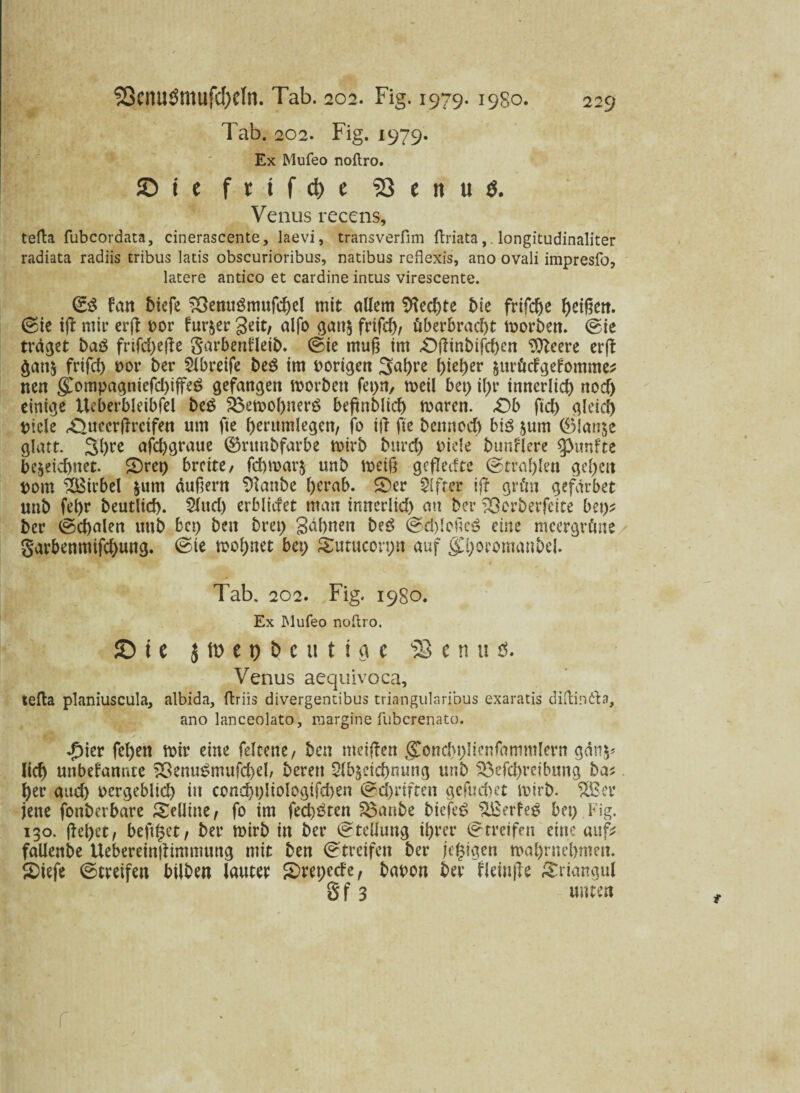Tab. 202. Fig. 1979. Ex Mufeo noftro. S i c frifcM 53 ( n M. Venus recens, tefta fubcordata, cinerascente, laevi, transverfim ftriata,. longitudinaliter radiata radiis tribus latis obscurioribus, natibus refiexis, ano ovali impresfo, latere antico et cardine intus virescente. (SS fan btefe SßenuSmufcgel mit allem Geegte bie frtfc^e geigen. (Sie ig: mir erfl vor fur&er Seit, alfo gan& frifd), überbracht tvorben. (Sie traget baS frifd)e|fe garbendeib. (Sie rnug im ©tfinbifcgcn Stteere crffc frifd) vor ber SHbreife beS im hörigen 3agre gieger $urütfgefomme* nen g>mpagniefd)iffeS gefangen morbett fepn, rneil bet) it>r innerlich nocf) einige tteberbleibfel beS 3$emohnerS begnblid) rnaren. £)b ftd) gleich Viele Äuccrflrctfen um fte gerttmlegen, fo ijl fte bettnod) bis jum ©lan$e glatt. 3l)re afd)graue ©rttnbfarbe tvirb bttrd) viele bunflere fünfte be§eicf)net- ©rep breite/ fchmarfr unb metg gefletfte (Strahlen gegen vom Wirbel §um äugern Sftanbe herab, ©er Elfter ig grün gefdrbet unb fd>r beutlid). 2lud) erblidet man innerlid) an ber &crberfcite bet)* ber (Schalen unb bet) beit bret) Sühnen beS (SdgoficS eine meergrüne garbenmifd)ung. (Sie mognet bet) ©utucorpu auf gCgoromanbd. k Tab. 202. Fig. 1980. Ex Mufeo noftro. !D t c 5 tö e 0 b c u t i fl c s3 e n u ö. Venus aequivoca, tefta planiuscula, albida, ftriis divergentibus triangularibus exaratis diftinda, ano lanceolato, margine fuberenato. f)kv fegen mir eine feltene, ben meinen gondn)!i?nfammlern gdn$* lieg unbefamue 23enuSnutfd)el, bereu Sl&scicgnung unb S$efd)reibung ba* her auch vergeblich in concgyliologifchen (Schriften gefud)et mirb. £Ber jene fonberbare ©eiline/ fo im fed)Sten %3anbe biejeS SBerfeS bet) Fig. 130. geget/ beft^et, ber mirb in ber (Stellung ihrer (Streifen eine auf* fallenbe Uebereingimmung mit ben (Streifen ber jegigen tvagmebmen. ©iefe (Streifen bilben lauter ©regede, bavon ber fleinge ©riangul Sf 3 unten