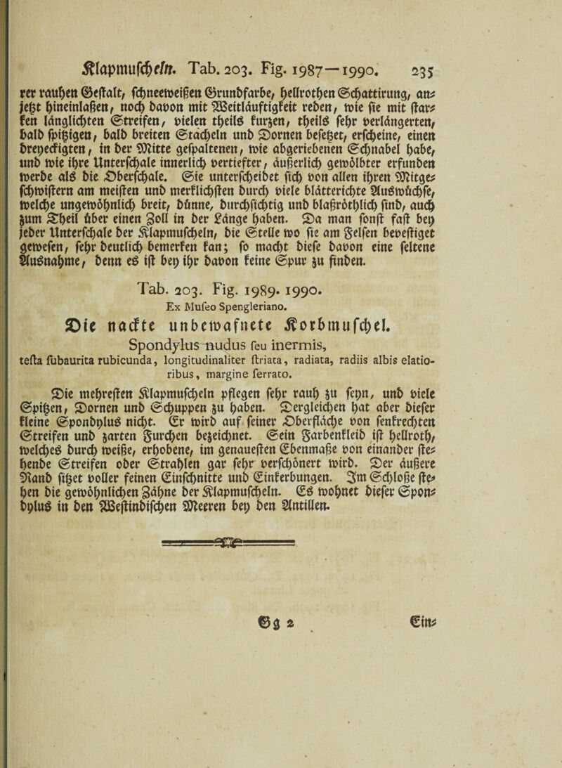 rer rauhen ©eftalt, fchneeweigen ©runbfarbe, hellrotben ©djattirung, am* jegt hineinlagen, ttod) baron mit SBeitläuftigfeit reben, wie fte mit jfar* fett länglichten Streifen, fielen theilö furzen, tf>eilö fehr perlängetten, £>alt> fpigigen, halb breite« ©tad)eltt unb 5)ornen begehet, erfcheine, einen brepeefigten, ttt bet* Sttitte gehaltenen, wie abgeriebenen ©chnabel habe, tmb wie ihre Untergebene innerlich vertiefter, äugerlid) gewölbter erfunben werbe alg bie Dberfchale. ©ie «nterfcl>etbet ftch oon allen ihren Sttitge* febmiffern am meinen unb merflicbfien burd) viele bldttericbte Slugwfccbfe, Welche ungewöhnlich breit, bönne, burchftchtig unb blagrötl;lich ftnb, auch &um £heil über einen Soll in ber £änge haben. £)a man fon(l fall bet; jeber Unterfchale ber $lapmufcheln, bie ©teile wo fte am Seifen bereiniget gewefen, febr beutlich bemerfen fan; fo macht biefe baron eine feltene SfuSnahnte, benn e$ iff bet; ihr baron feine ©pur §u ftnben. 1 Tab. 203. Fig. 1989* 1990. Ex Mufeo Spengleriano. Oie ttaefte unbewafnett Äoibmufdjel. Spondylus nudus feu inermis, tefla fubaurita rubicunda, longitudinaliter ftriata, radiata, radiis albis elatio- ribus, margine ferrato. S)ie mehreren SUapmufcheln pflegen fehr rauh &u fepn, unb viele ©pifjen, SDornen unb ©chuppen &u haben. ^Dergleichen hat aber biefer fletne ©ponbpluS nid)t. (Er wirb auf feiner £)berfldd)e ron fenfrechten ©treifen unb garten Sachen be§eicb«et. ©ein Sarbenfleib ifn heüroth/ Welches burch weige, erhobene, im genaueren (Ebenmage ron einanber |fe^ henbe ©treifen ober ©trahlen gar fehr rerfchönert wirb. 2)er dugere %mb ft§et roüer feinen (Eittfcbnitte uttb (Einferbungen. 3nt <£d)loge ft& hen bie gewöhnlichen Sahne ber SUapmufcheln. (ES wohnet biefer ©pon* bpluS in ben SBeffinbifchen Leeren bet; ben Antillen. ©g ä