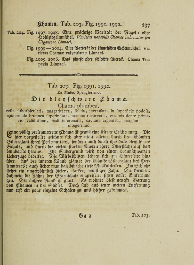 Tab. 204. Fig. 1997.1998. ©ne prächtige Varietät ber Gagels ober *£)Obl$iegelmufd)el. Varietas notabilis Chamae imbricatae Jeu Giganteae Linnaei. Fig. 1999 — 2004. (Sine Söarietdt bcr ftmtetfcOeit Eic&efotufc&ef. Va¬ rietas Chamae calyculatae Linnaei. Fig. 2005'. 2006. fc&iefe ober fc^lec^te SBierccf. Chama Tra- pezia Linnaei. ir— - - --- -- - — — - UHU Tab. 203. Fig. 1991.3f992. Ex Mufeo Spenglerianö. © i t blepfd)tt>ere Sluitu. Chama plumbea, tefta fuborbiculari, margaritacea, folida, irrcrasfata, in fuperficie nodofa, epidermide brunnea fuperinduta, natibus recurvatis, cardinis dente prima- rio validisfimo, fosfulis crenatis, cavitate argentea, margine integerrimo. A^tne Pöllig perlemuttente iff gemiß eine feltette Erfdjeinung. Oie ^ hier PorgejMte &eid)net ftd) aber nicht alleine burd) ben fcbonflen Silberglanfc il)reg 9>erlemu:terö, fonbent auch burd) ihre bicfe blepfdnoere Schale, unb burch bie fielen jlarfen knoten ihrer -Oberfläche auf baS fennbarjfe beraub. 3h? Silbergrunb mirb non einem braunfd)n>ar$m Ueber&uge bebecfet. Oie SÜSirbelfpigen febren ftd) gur Omterfeite t)in^ öber. 2luf ber inneren SBanb glänzet ber fd)6nfle Siiberglanj beö 0 er* lemutterg; auch fielet man bafelbjl fet)r tiefe 3ttu$frilfled’ett. 3m Schloße (lebet ein ungemöbnlid) bicfer, (larfer, mülßiger gabn. Oie ®ruben, babinein bte Säbne ber ®egenfd)ale efngreifen, filmen polier Einferbun* gen. Oer äußere Sftanb i(l glatt. E6 mobnet biefe neuere Gattung pon gCbnmen in ber Söbfee. Oed) ftnb au$ jener meiten Entfernung nur er|f ein paar einzelne Schalen ju un$ tyittyzv gekommen.