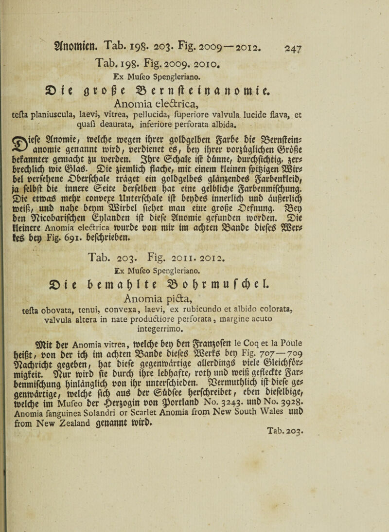 Tab. 198. Fig. 2009. 2010. Ex Mufeo Spengleriano. © te a r 0 jj e 55crn(lc*ria«ottiic. Anomia ele&rica, tefta planiuscula, laevi, vitrea, pellucida, fuperiore valvula, lucide flava, et quafi deaurata, inferiore perforata albida. (TNtefe Sfttomte, n>clcf>c wegen ihrer golbgelben garbe bte 2$ern(?ein* ottomie genannt wirb, uerbienet e$, Bet) it>rer »ermöglichen ©röße bekannter gemacht §u derbem 3hre @c^ale tfi bömte, burc^ftcf>tfg, $er* bred^Ucf) n>ie ®la$. 5)ie miemlich flache, mit einem kleinen fpigigen ir* bei »erfehene £)berfchale traget ein golbgelbeä gldn&enbe$ garbenfleib, ja felbjt bie innere ©eite berfelben hat eine gelbliche garbenmifchung. £)ie etwag mehr conueye Unterfchalc i(t bet)be$ innerlich unb äußerlich weiß, unb nahe bet;m Wirbel fielet man eine große «Oefnttttg. 23et) ben 9}icobarifcbett (Eplanben iß biefe Slnomie gefunben worben. £>ie fieinere Anomia eie&rica würbe »on mir im achten 23anbc biefeg 293er* fe$ bet; Fig. 691. betrieben. Tab. 203. Fig. 2011. 2012. Ex Mufeo Spengleriano. © t e bemafrUe ©o&tmufc&el. Anomia pi&a, tefta obovata, tenui, convexa, laevi, ex rubicundo et albido colorata, valvula altera in nate produ&iore perforata, margine acuto integerrimo. $ttit ber Anomia vitrea, Welche bet) ben gran^ofen le Coq et la Poule heißt, »on ber ich im achten 23anbe biefeg SßerfS bet) Fig. 707—709 Nachricht gegeben, hat biefe gegenwärtige allerbingS »tele ®leichfor* migfeit. 9?ur wirb fte burch ihre lebhafte, roth «nb weiß geflecfte gar* benmifchung hinlänglich »on ihr unterfchieben. SSermuthltch i(l biefe ge* genwdrtige, welche ftch aus ber ©öbfee herfchreibet, eben biefelbige, welche im Mufeo ber |)er$ogin »on $>ortlanb No. 3243. uttb No. 3928. Anomia fanguinea Solandri or Scarlet Anomia from New South Wales unb from New Zealand genannt Wirb* Tab. 203.