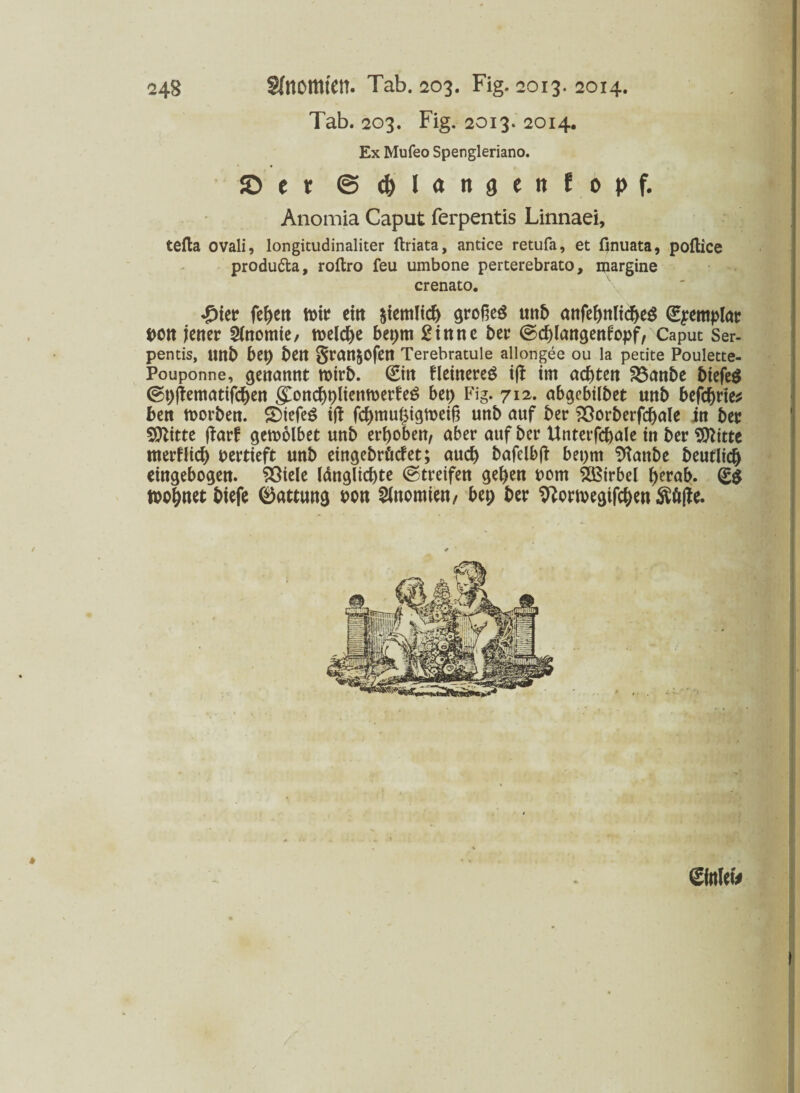 Tab. 203. Fig. 2013. 2014. Ex Mufeo Spengleriano. ©er ©c&lanaenfopf. Anomia Caput ferpentis Linnaei, tefla ovali, longitudinaliter ftriata, antice retufa, et finuata, poftice produ&a, roftro feu umbone perterebrato, margine crenato. £ier feben ein großes unb anfebnlicbeS (^emplar bon jener Sfnomie/ welche bet;m £inne ber (Scblangenfopf/ Caput Ser- pentis, uni) bet; ben gran&ofen Terebratule allongee ou la petite Poulette- Pouponne, genannt roirb. ©n fleinereS iff im achten föanbe biefeS <St;ffematifcben gConcbblienmerfeS bet; Fig. 712. abgebilbet unb befebrie* ben morben. SDiefeS iff febmubigmeiß unb auf ber ?Oorbcrfcf>aIe in ber Sttitte ffarf geroolbet unb erhoben, aber auf ber Unterfcbale in ber Glitte nterflicb oertieft unb eingebräefet; auch bafelbff bet;m Sftanbe beutlicb eingebogen. $3iele (änglicbte (Streifen geben bom Wirbel b^ab. (£$ toobnetbiefe (Gattung bon Anomien/ bep ber 9?orn>egifcben Söffe. » Sfoltw