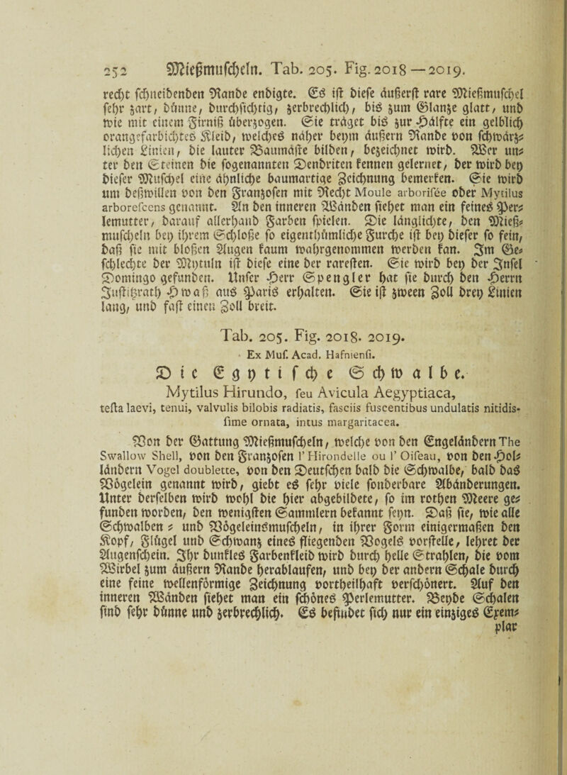 red)t fcbneibenben %mbe enbigte. & ift biefe dußerft rare Sttießmufcbel febr gart, bämte, burd)fid)tig, $erbred)lid), bis 5um ©lan$e glatt, unb mie mit einem girniß überzogen. Sie traget bi£ $ur *£)dlfte ein gelblich orangefarbiebtes $leib, meld)e£ ndl)er bet;m andern ‘Dfanbe pon fcbmdrfr? l:d)en hinten, bie lauter 25aumdfte bilben, bezeichnet toirb. $Ber un* ter ben Steinen bie fogenannten £)enbriten fettnen gelernet, ber n>irb bet> biefer 9)u!fd)el eine ähnliche baumartige gcichnung bemerken. Sie mirb um beßmillen pon ben granzofen mit !Hed)t Moule arborifee ober JN^ytiius arborefccns genannt, än ben inneren tauben ftebet man ein feinet $per* lemutter, barauf allerbanb garben fpielen. 5Me langiid)te, ben Sftieß* mufdjcln bet) ihrem Sd)loße fo eigentl)t'mtlid)e gurebe iß: bet) biefer fo fein, baß fte mit bloßen klugen faurn mabrgettommen merben lan. 3m fd)led)te ber 93?t)tuln iff biefe eine ber rareren. Sie mirb bet) ber Srtfcl * ^Domingo gefunben. Unfer Jjerr Spengler bat fte bnrd) ben Jäerrn 3uffi|ratb -Örnaß au£ ^ariö erhalte». Sie ifl $roeen goll bret) Linien lang/ unb faß einen goll breit. Tab. 205. Fig. 2018- 2019. • Ex Muf. Acad. Hafmenfi. © i c € 9 t) t i f d> c © dS> t» a I b e. Mytilus Hirundo, feu Avicula Aegyptiaca, teftalaevi, tenui, valvulis bilobis radiatis, fasciis fuscentibus undulatis nitidis- firne ornata, intus margaritacea. &on ber (Gattung 9ftießmufd)eln, melcbe pon ben SngeldnbernThe Swallow Shell, POtt ben gt'an&ofen l’Hirondelle ou 1’ Oifeau, pon ben*f)ob Idnbent Vogel doubiette, pon ben 2)eutfd)en halb bie Scbmalbe, halb bag SOogelein genannt toirb, giebt e$ febr Piele fottberbare Slbdnberungen. Unter berfelben mirb rnobl bie hier abgebilbete, fo im rotben %)leere ge* funbett morben, ben menigßen Sammlern begannt fettn. SDaß fte, mie alle Scbmalben * unb 23ögeleinömufd)eln, in ihrer gönn einigermaßen ben pf, giögel unb Sdppanz eines fliegenben SÖogel^ porßeüe, lehret ber $lugenfd)ein. 3br bunfleS garbenfleib mirb bttreb belle Strahlen, bie Pom Wirbel zum dußern Sßanbe berablaufen, unb bet) ber anbern Schale burd) eine feine mellenformige geiebnung portheilbaft perfd>onert. 5luf ben inneren SBanben ftebet man etn fcböneS 93erlemutter. 23et)be Schalen ftnb febr bßnne unb zerbrechlich* & beßubet ftd) nur ein einziges (Eyem* plar ■